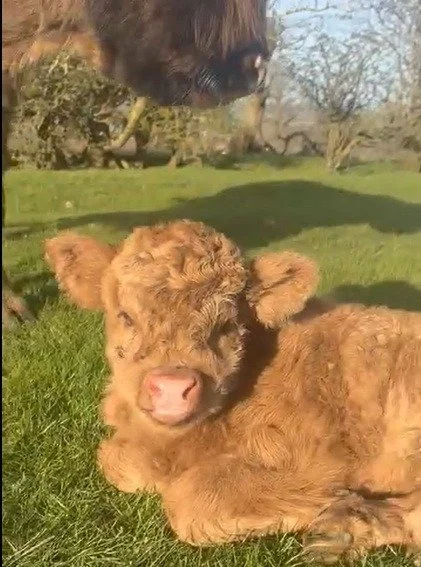 Just adorable; the calves and lambs at Farms for Schools members @hallhillfarm are getting outside for the first time. Get yourselves outside and go and welcome them. #farmvisit #OutdoorLearning #calves #lambs