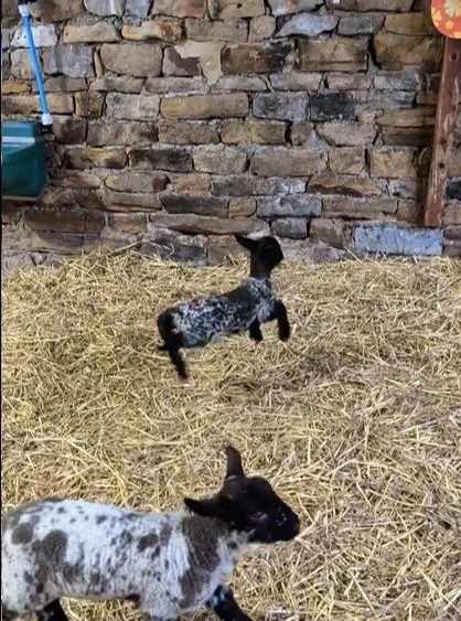 Follow this lamb's example and skip along to Farms for Schools members @heskethfarm this week. Some of us are still on Easter holidays and of course open weekends too. #farmvisit #outdoorlearning #easterholidays