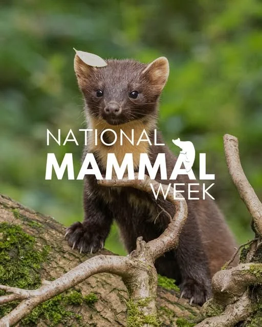 It's National Mammal Week, so get outside and record how many mammals you can spot. Send your results to @mammalsociety for deets on how to do this visit their website https://mammal.org.uk/mammal-discovery-challenge #outdoorlearning #mammals
