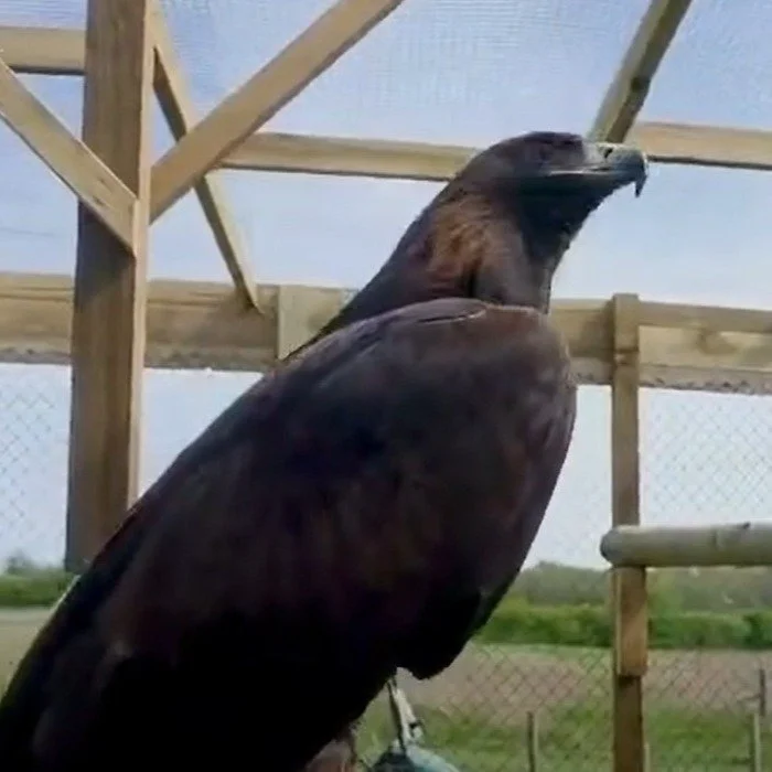 Athea, a magnificent Golden Eagle lives at Farms for Schools member farm @manorfarmparkandwoodlands She has new living quarters and looks very chuffed. #outdoorlearning #farmvisit #goldeneagle