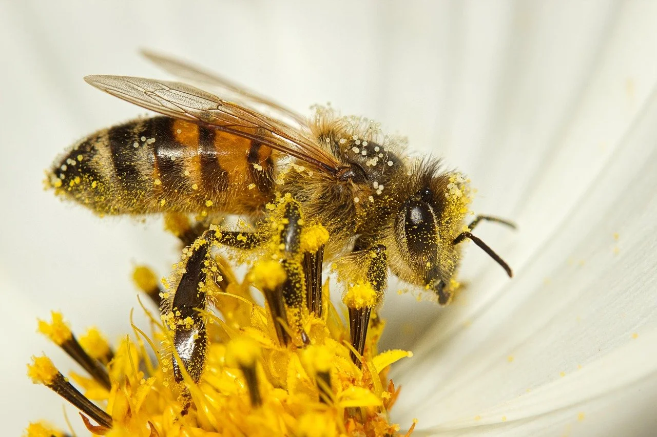 Well after a great half term when the weather was actually decent, we are all raring to go here at CL headquarters. This week we are busy bees working at Albury in Surrey; Helmsley in North Yorkshire; Ledston in West Yorkshire; Abbeystead in Lancashi
