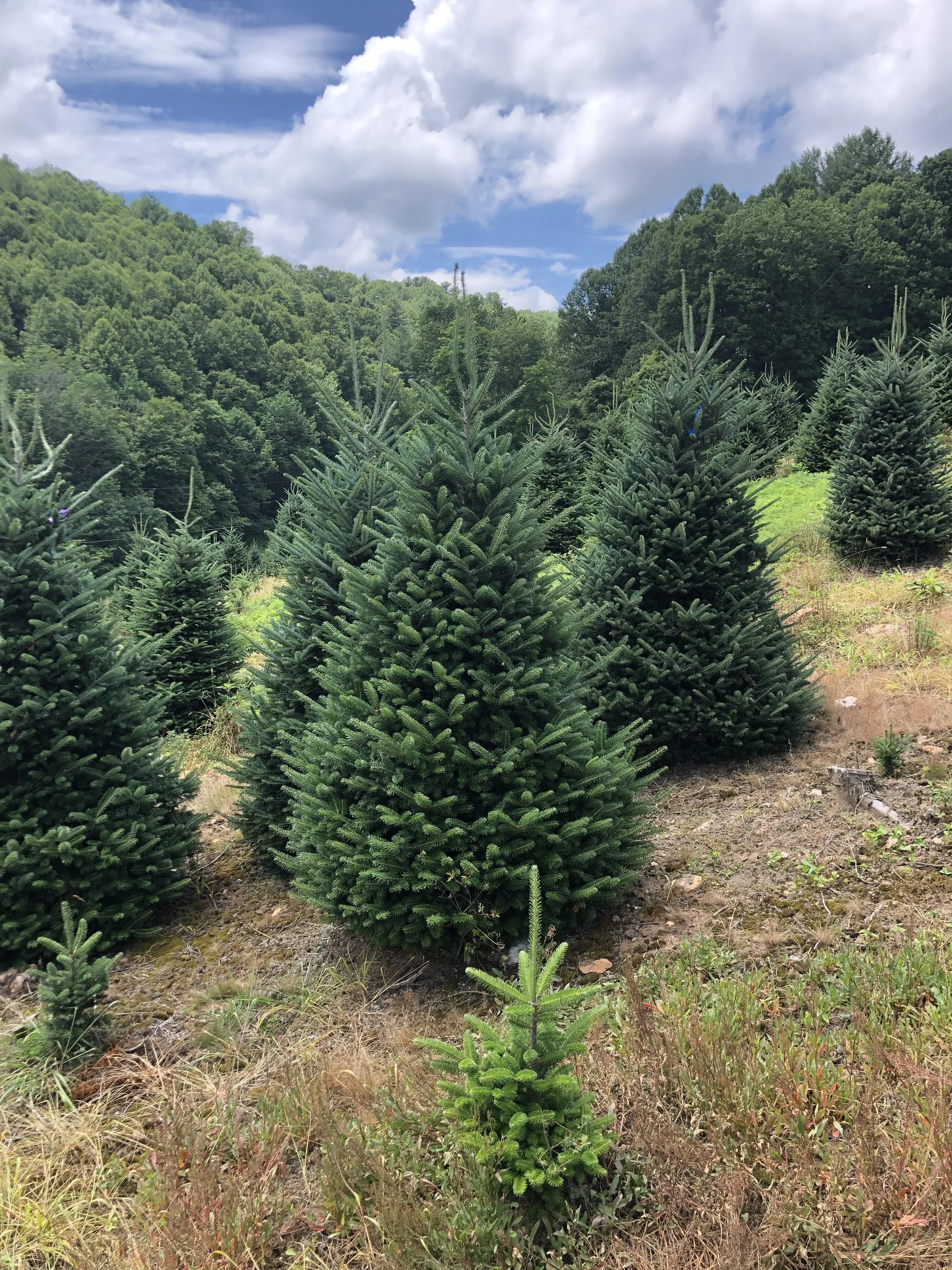 Agriculture — Oakwood Farm