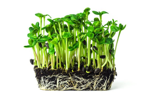 istockphoto-1369548865-612x612.jpg