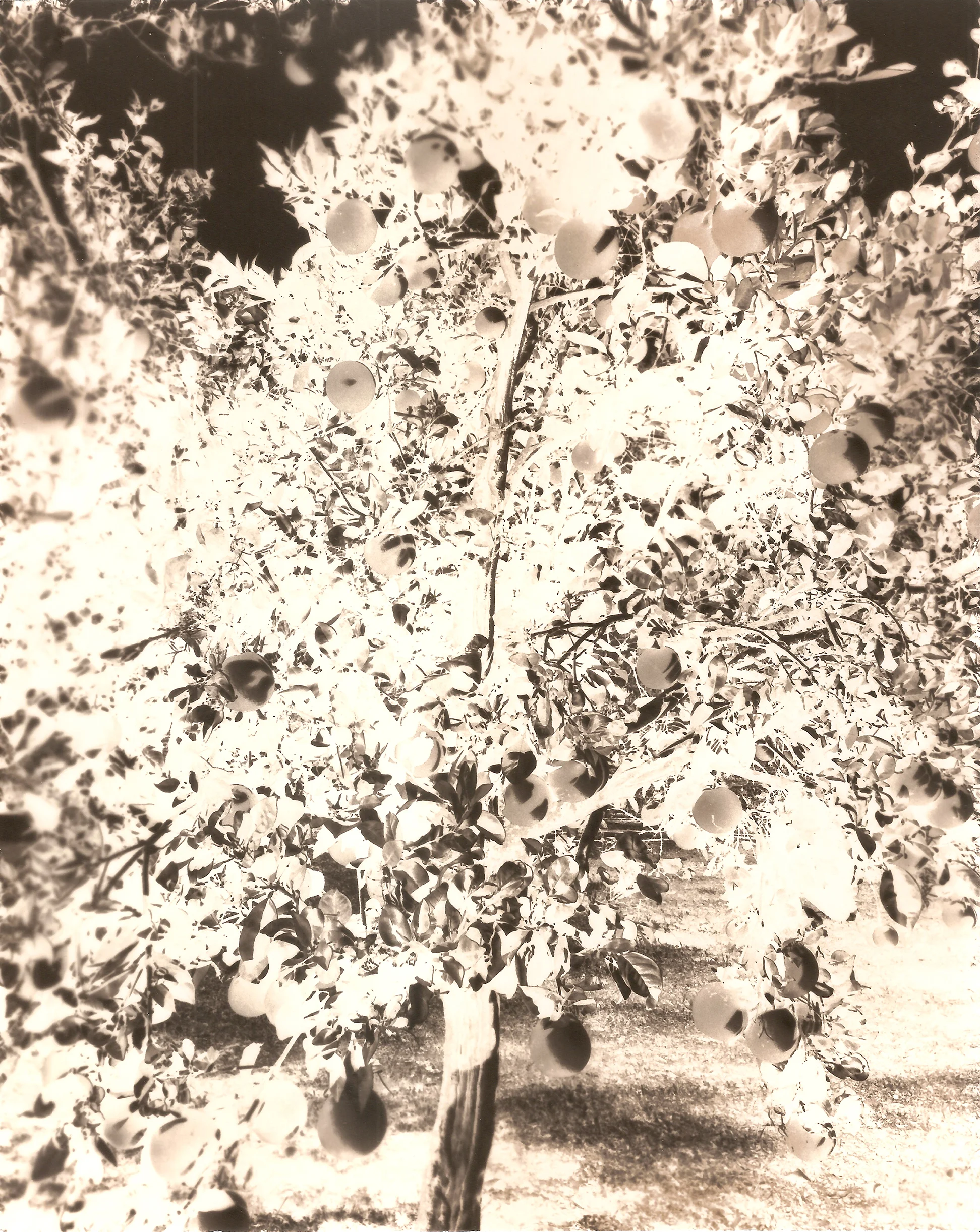 Lime Tree, 2017-2018