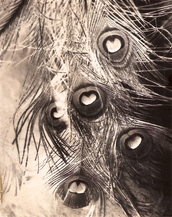 Her Feathers, 2017-2018