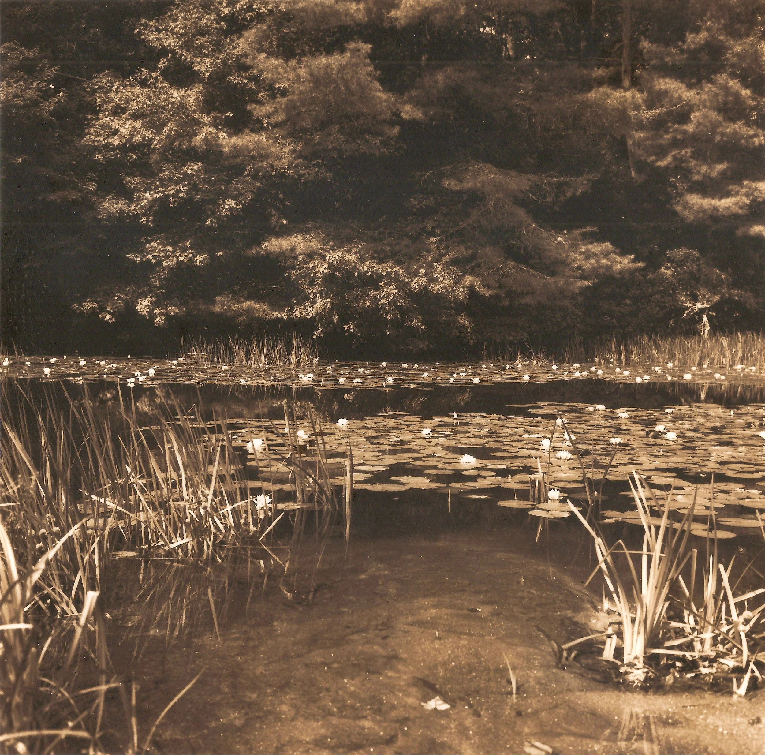 evening lilly pond.jpg