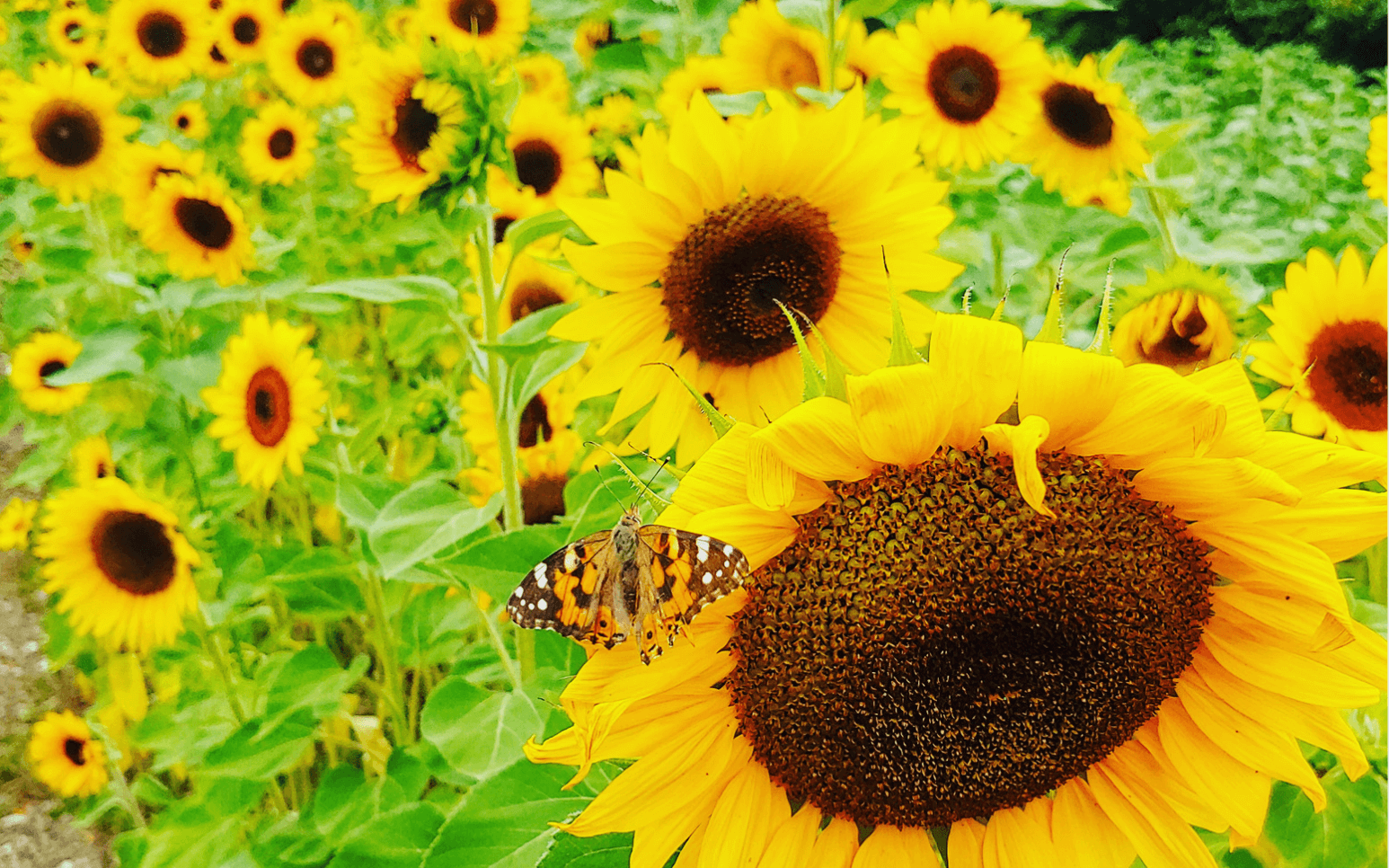 Zu sehen Sonnenblume mit Schmetterling