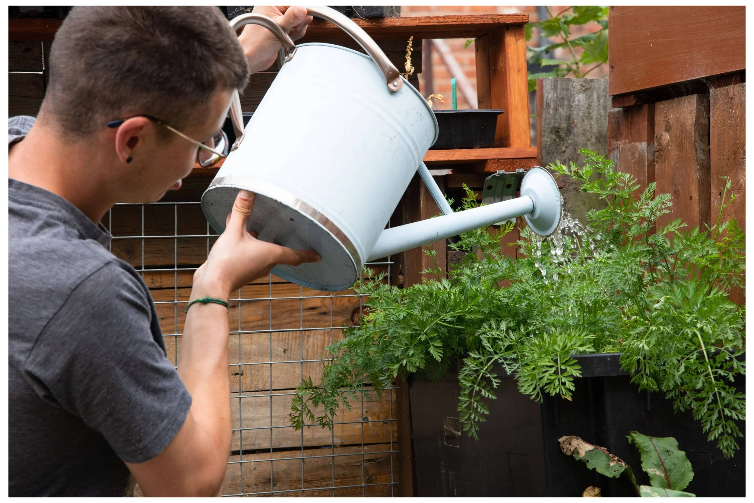 A person watering plants in a garden with a metal watering can.