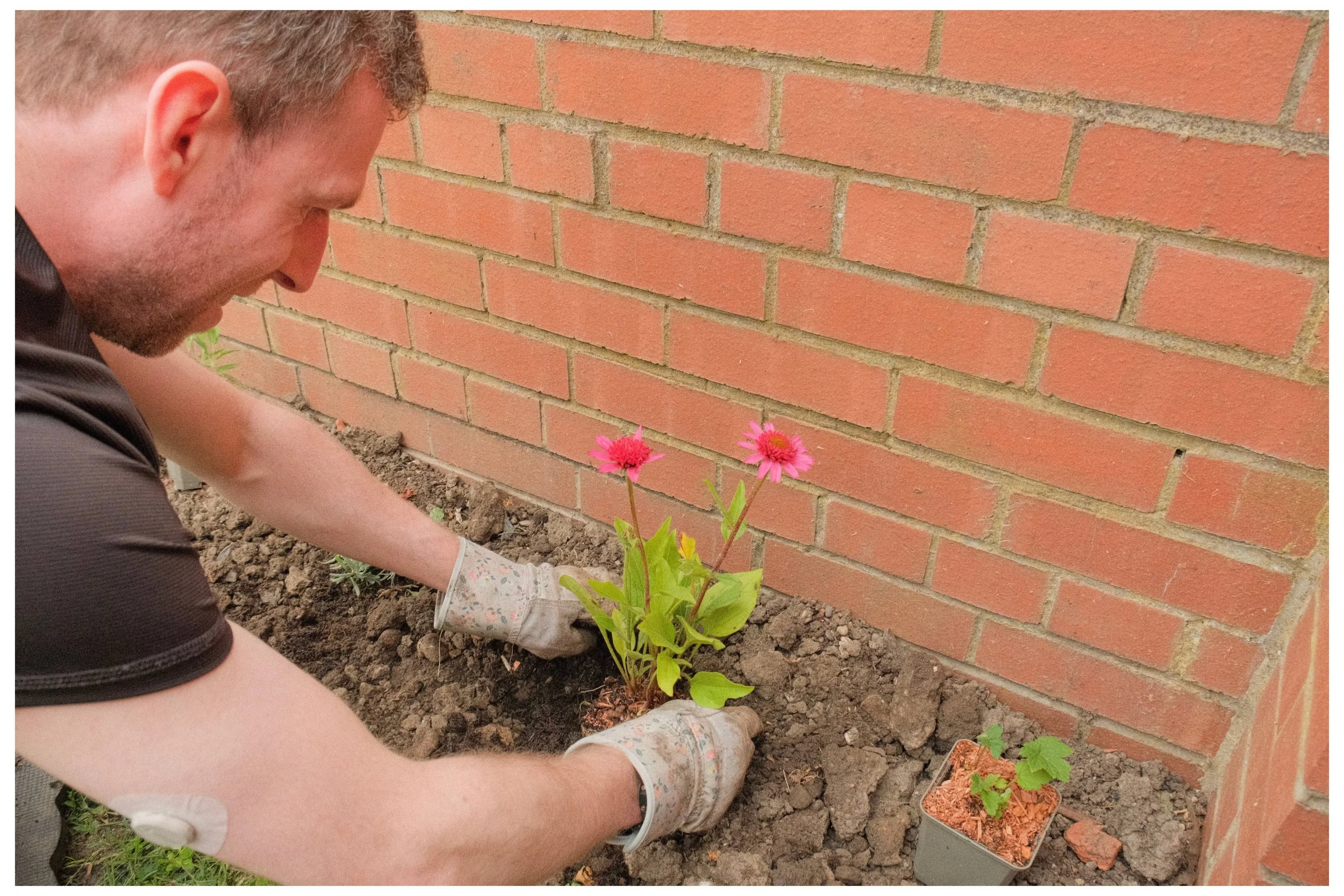 Person tending to plants in a raised garden bed covered with a wire mesh to protect vegetables or herbs.