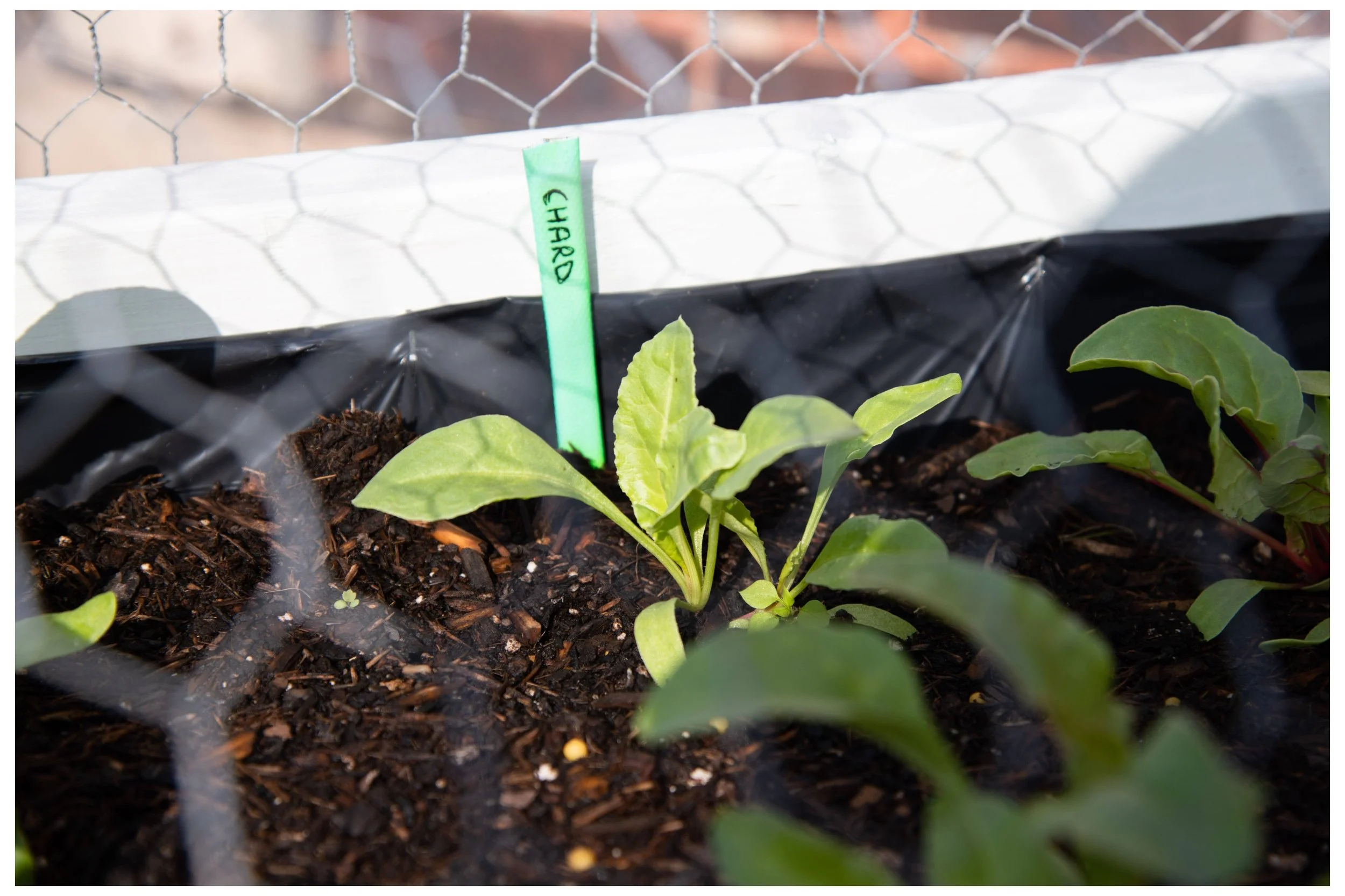 Close-up of a person's hand harvesting a cucumber from a cucumber plant with large green leaves, yellow flowers, and a green string support.