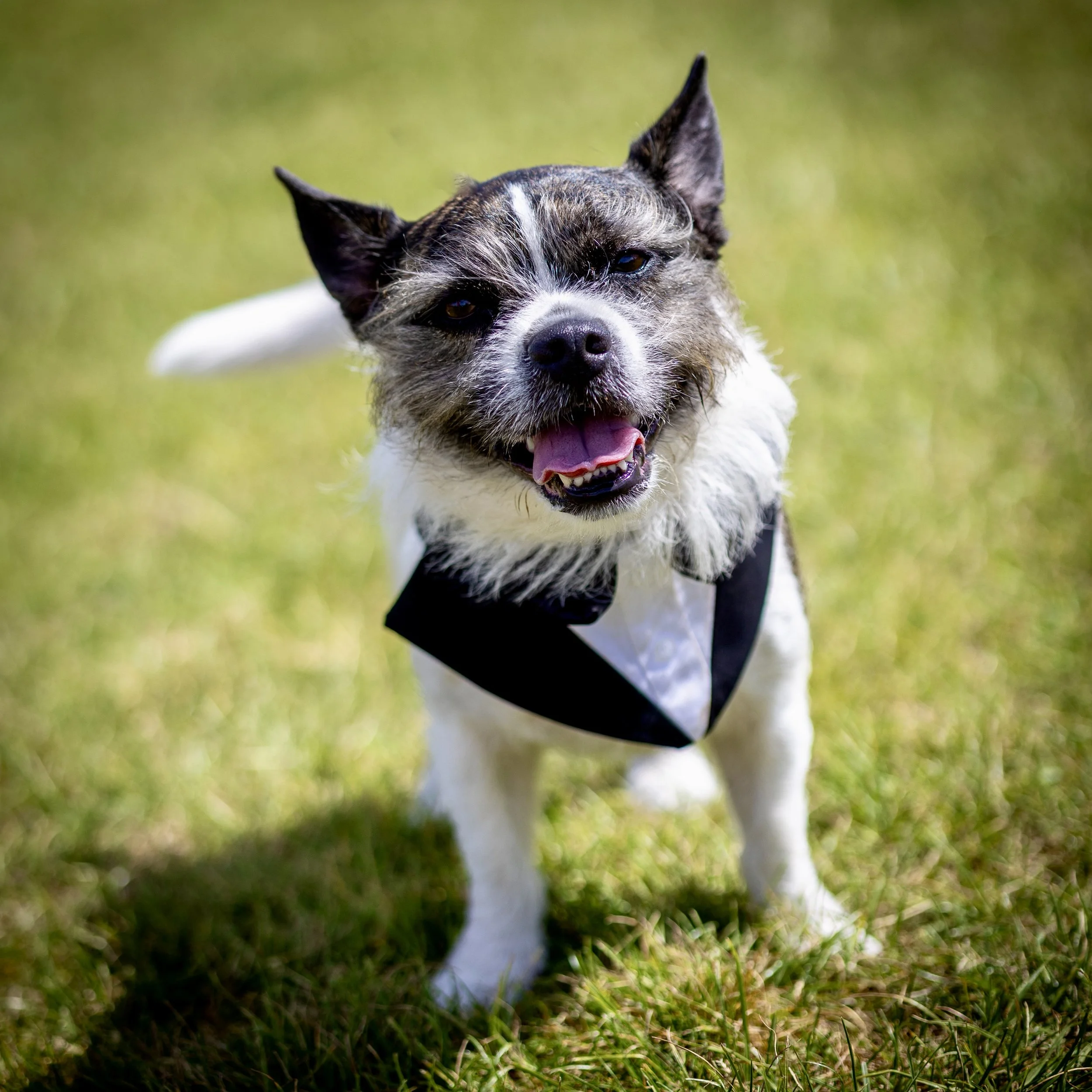 A small dog with a black and white coat, wearing a tuxedo collar, standing on grass.