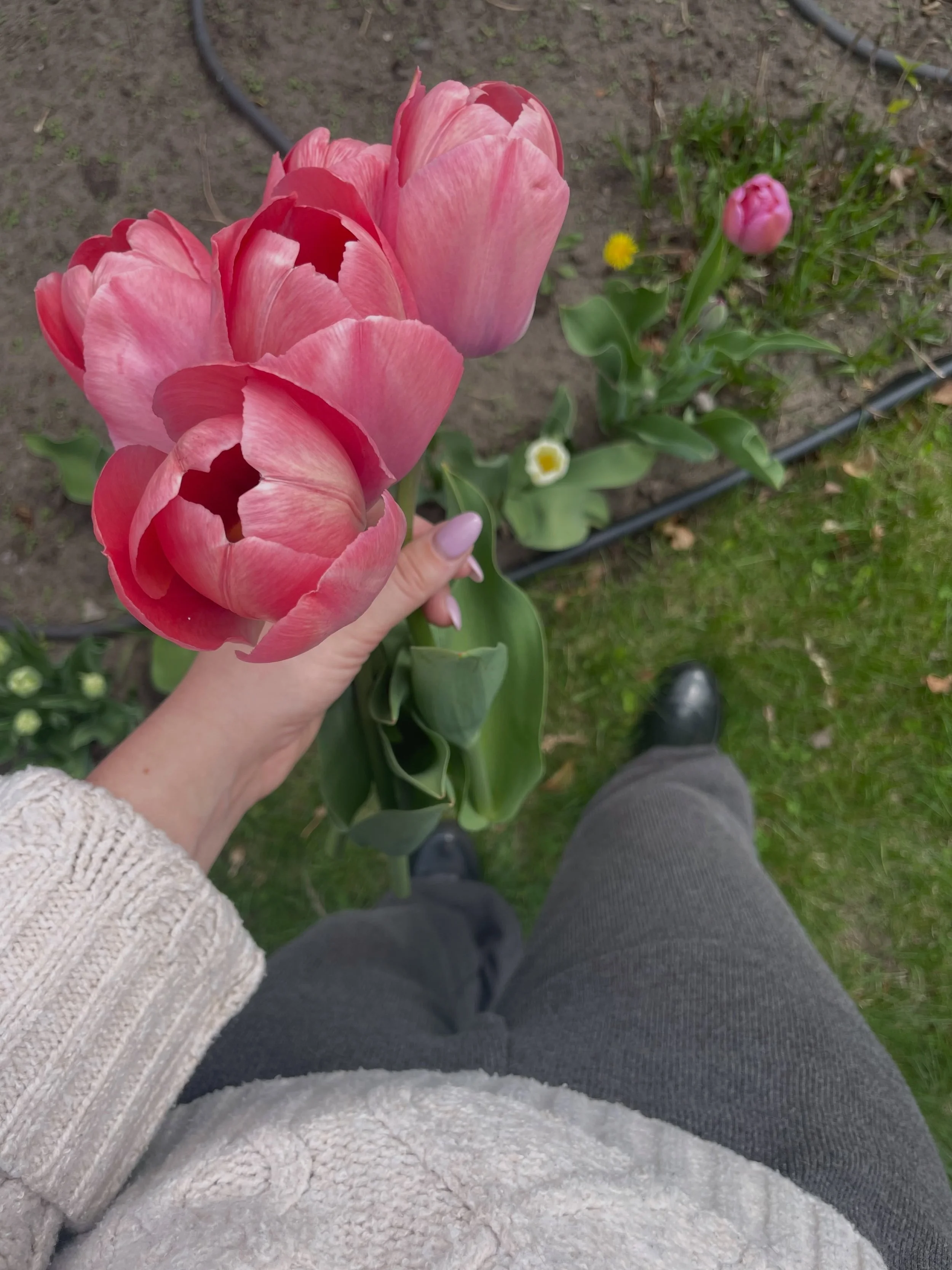 Ouf que &ccedil;a fait du bien de pouvoir recommencer &agrave; jardiner. 🥹 C&rsquo;est toujours la nature qui m&rsquo;apaise quand je suis plus anxieuse.

Voil&agrave; quelques petites beaut&eacute;s qui ont pouss&eacute;es derni&egrave;rement. 🌷


