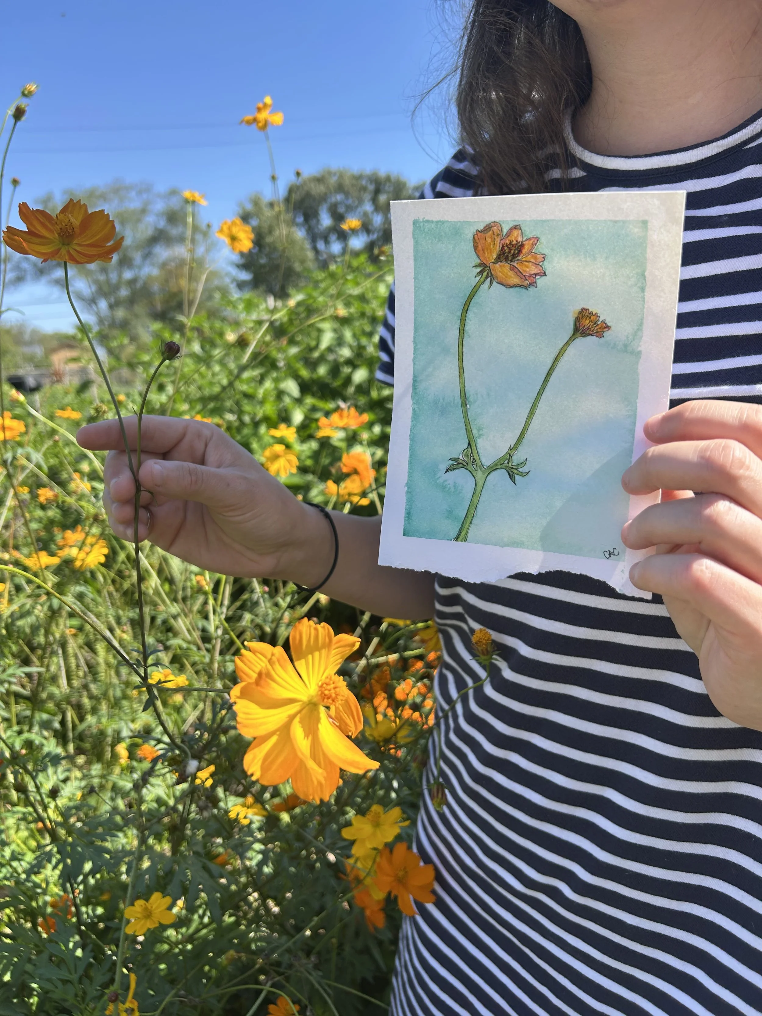 Botanical Illustration Workshop