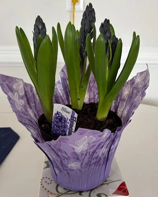 March Updates: Reiki Practice, Spring Renewal & More!