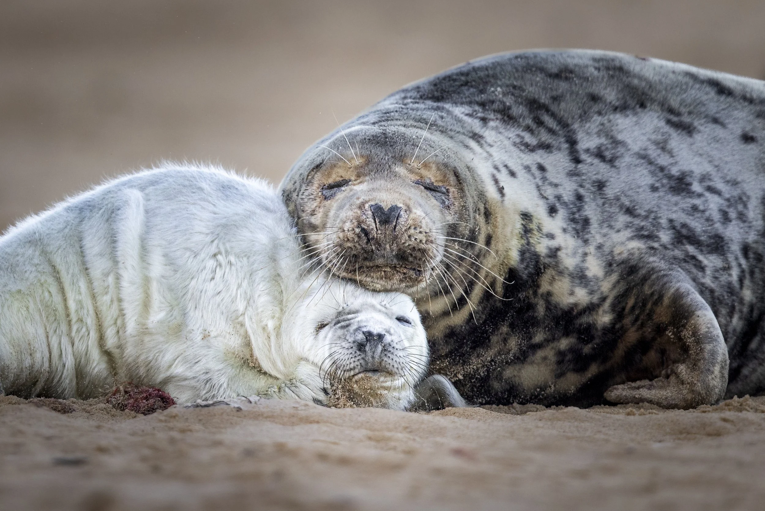 Squished (Grey Seal).