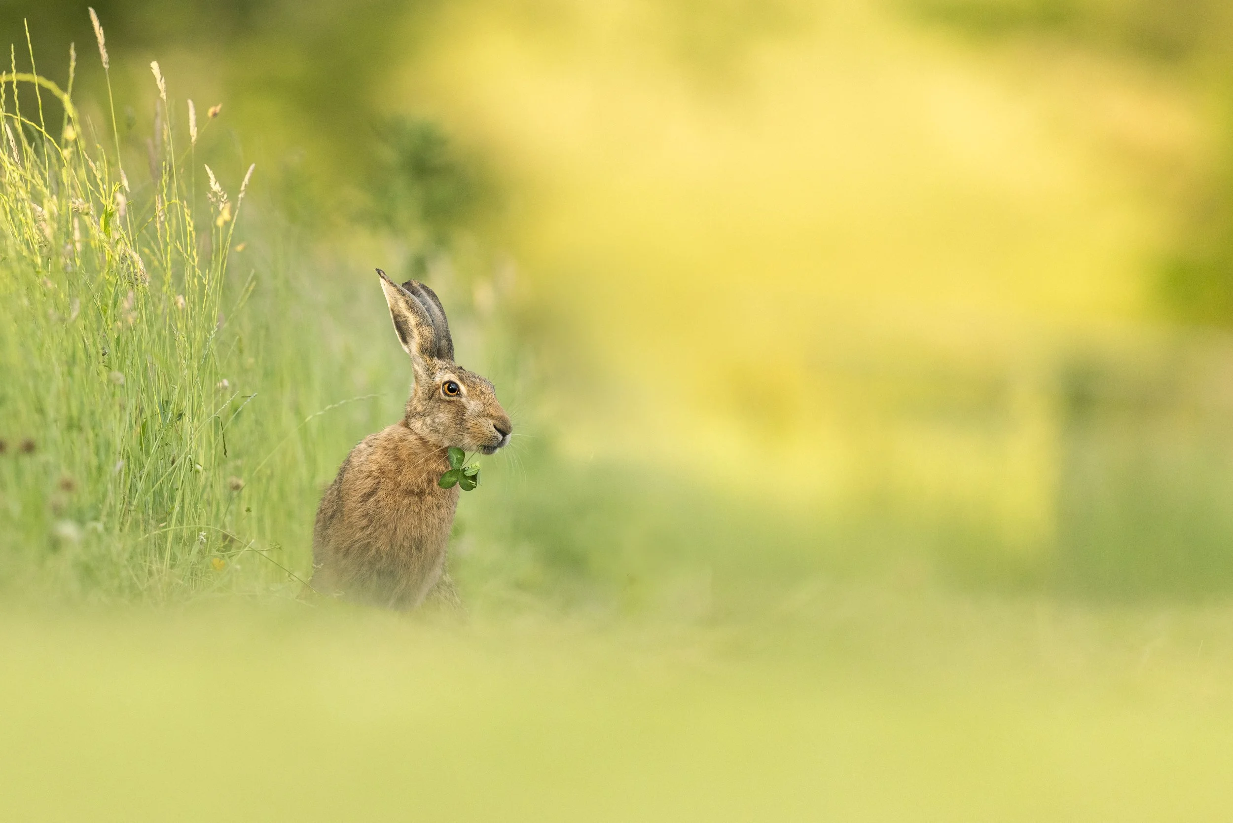 Nibbles (Brown Hare).