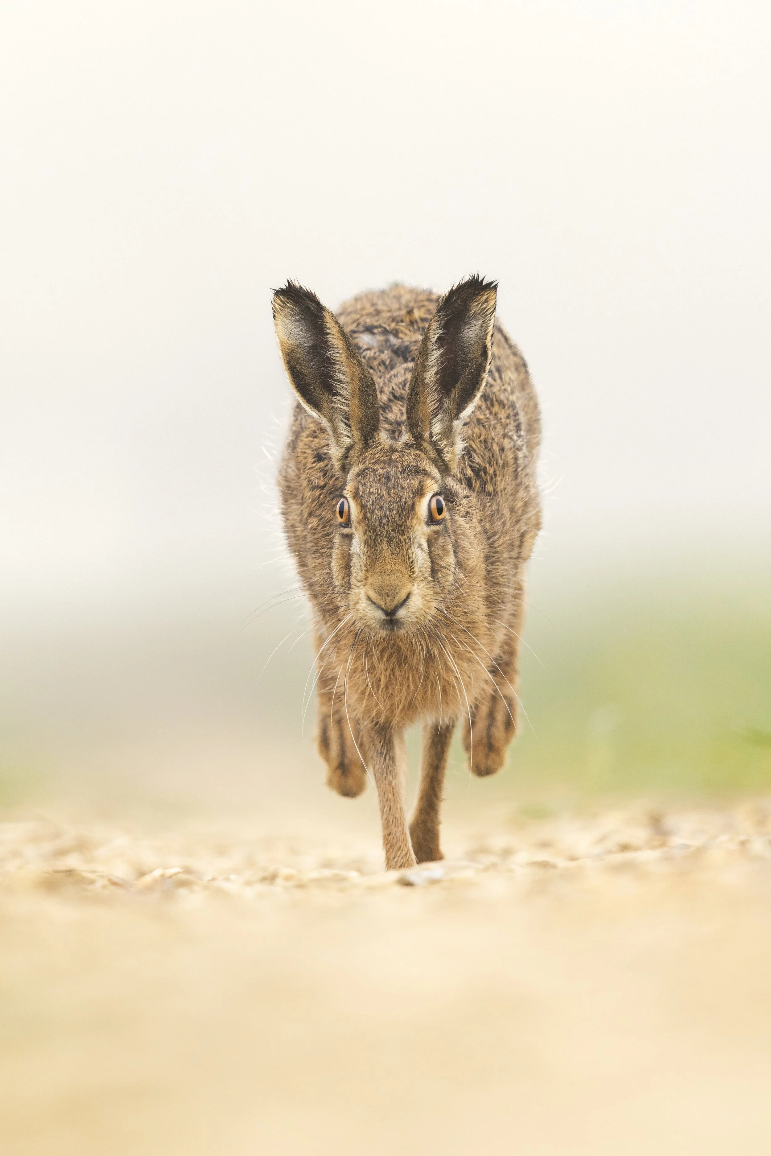Head On (Brown Hare).