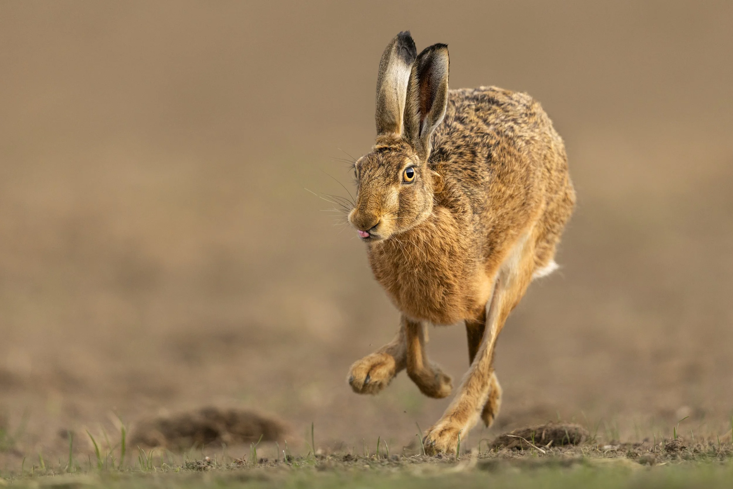 Sprint (Brown Hare).