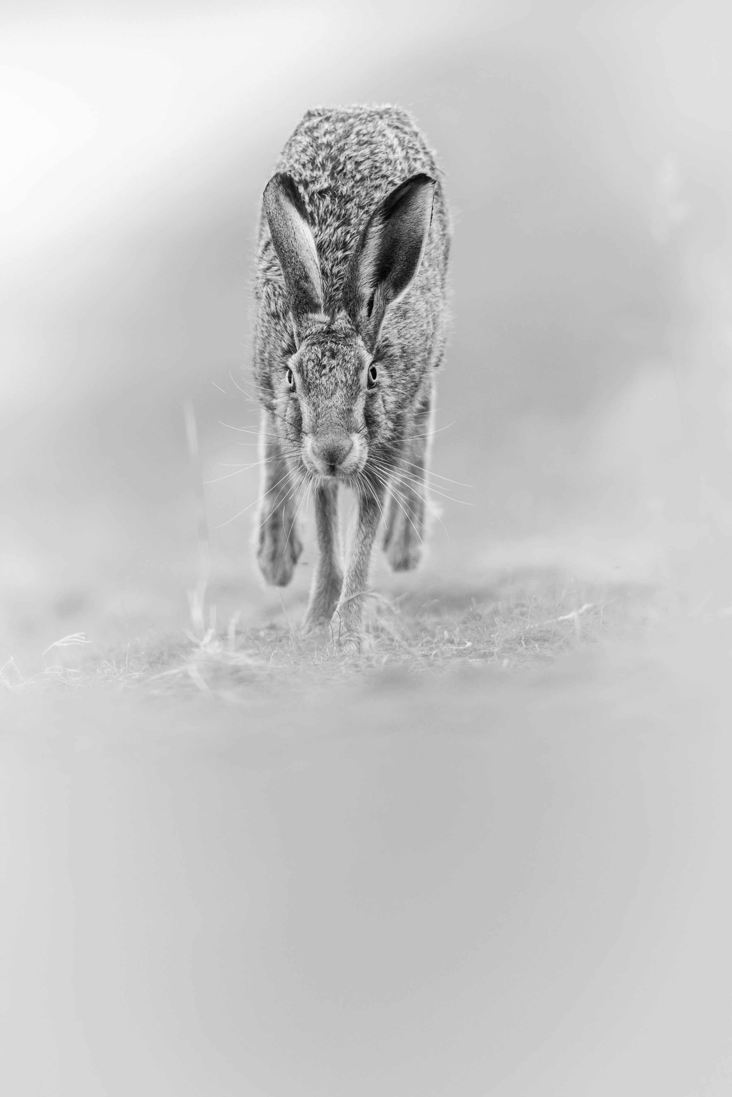 Direct (Brown Hare).