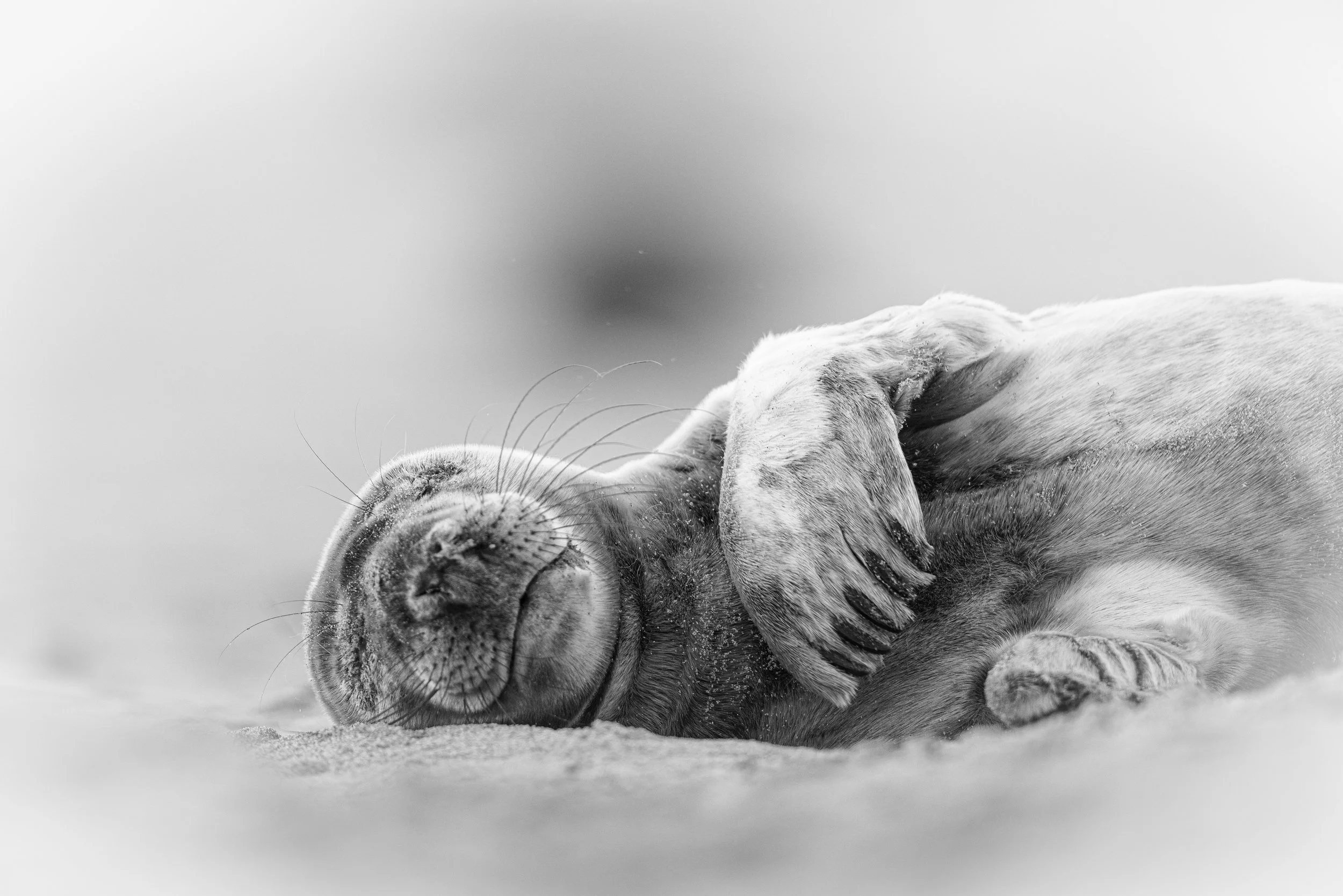 Sleepy (Grey Seal).