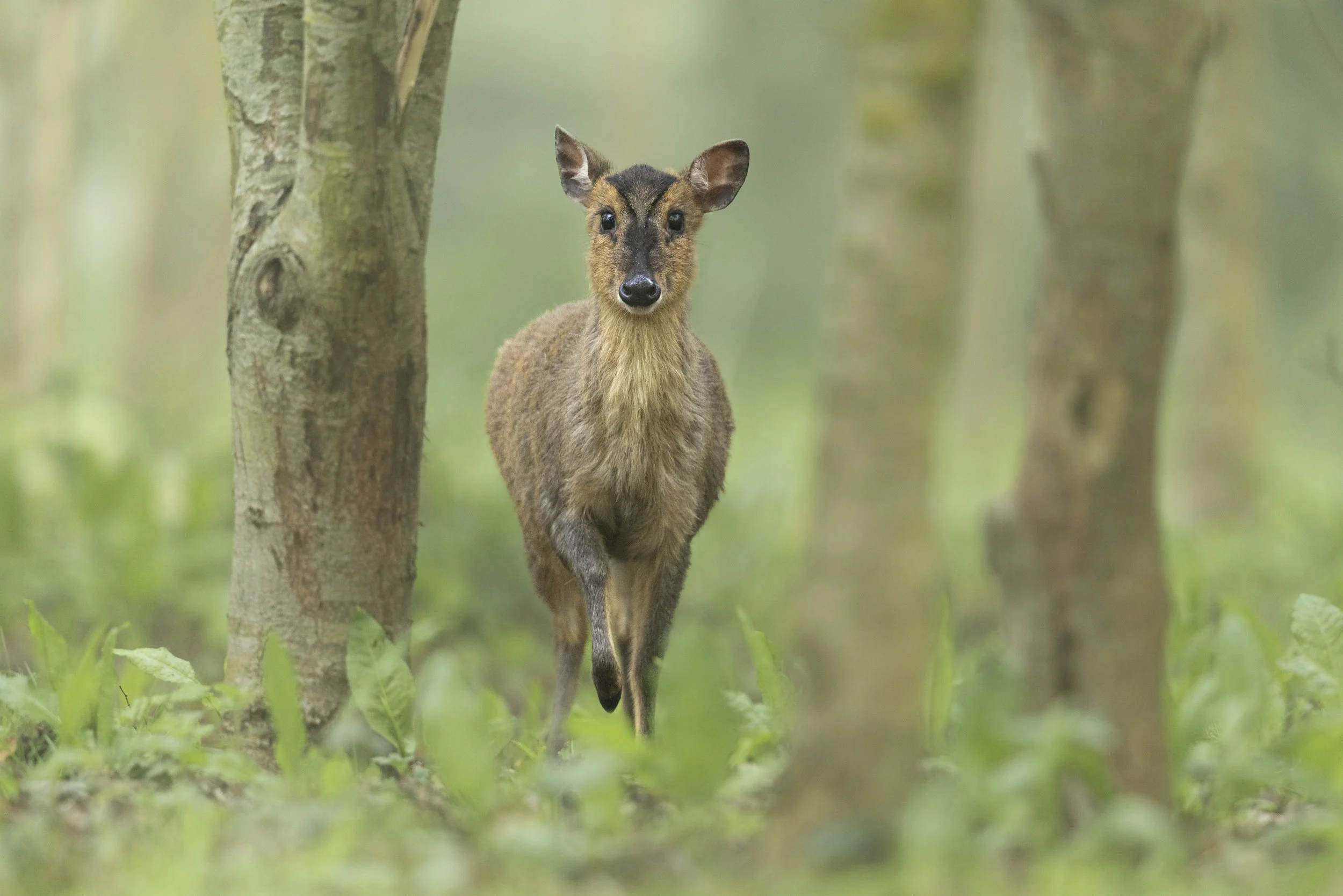 Stepping (Muntjac Deer).