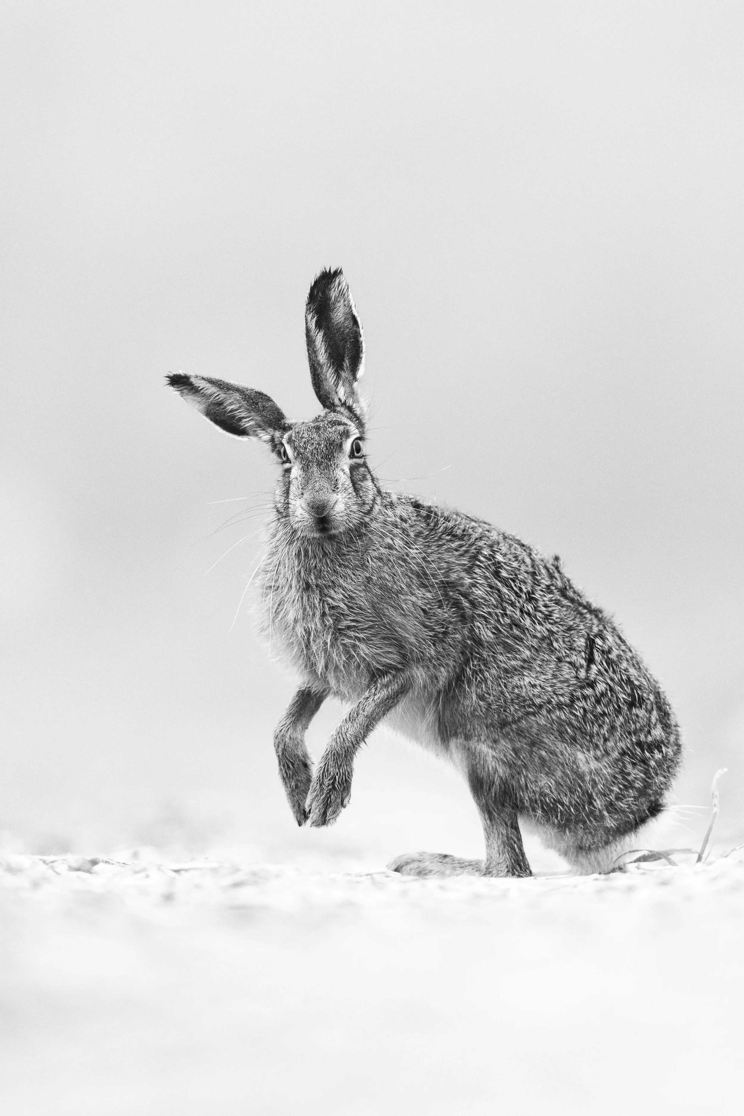 Shake (Brown Hare)