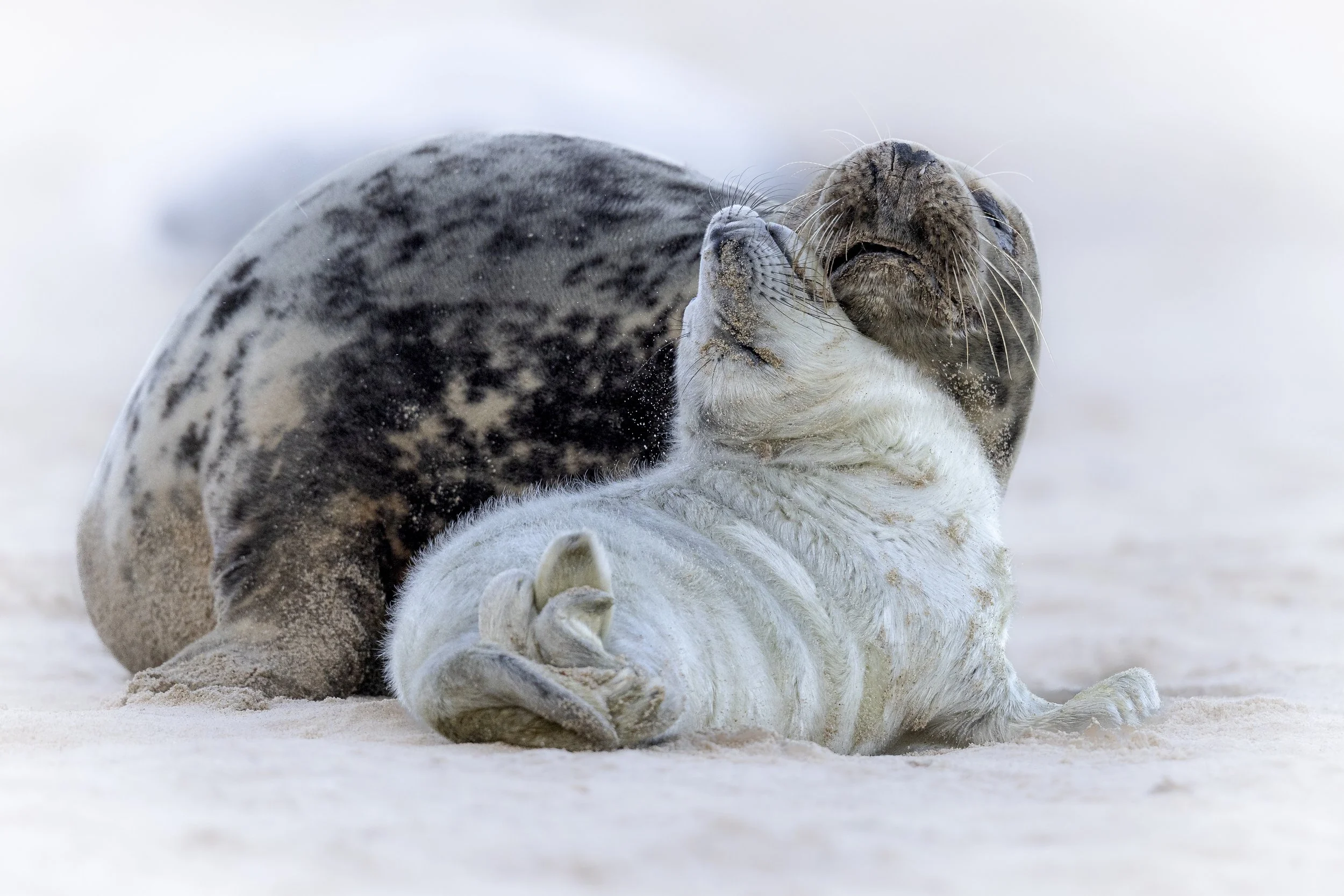 Cuddle (Grey Seal).