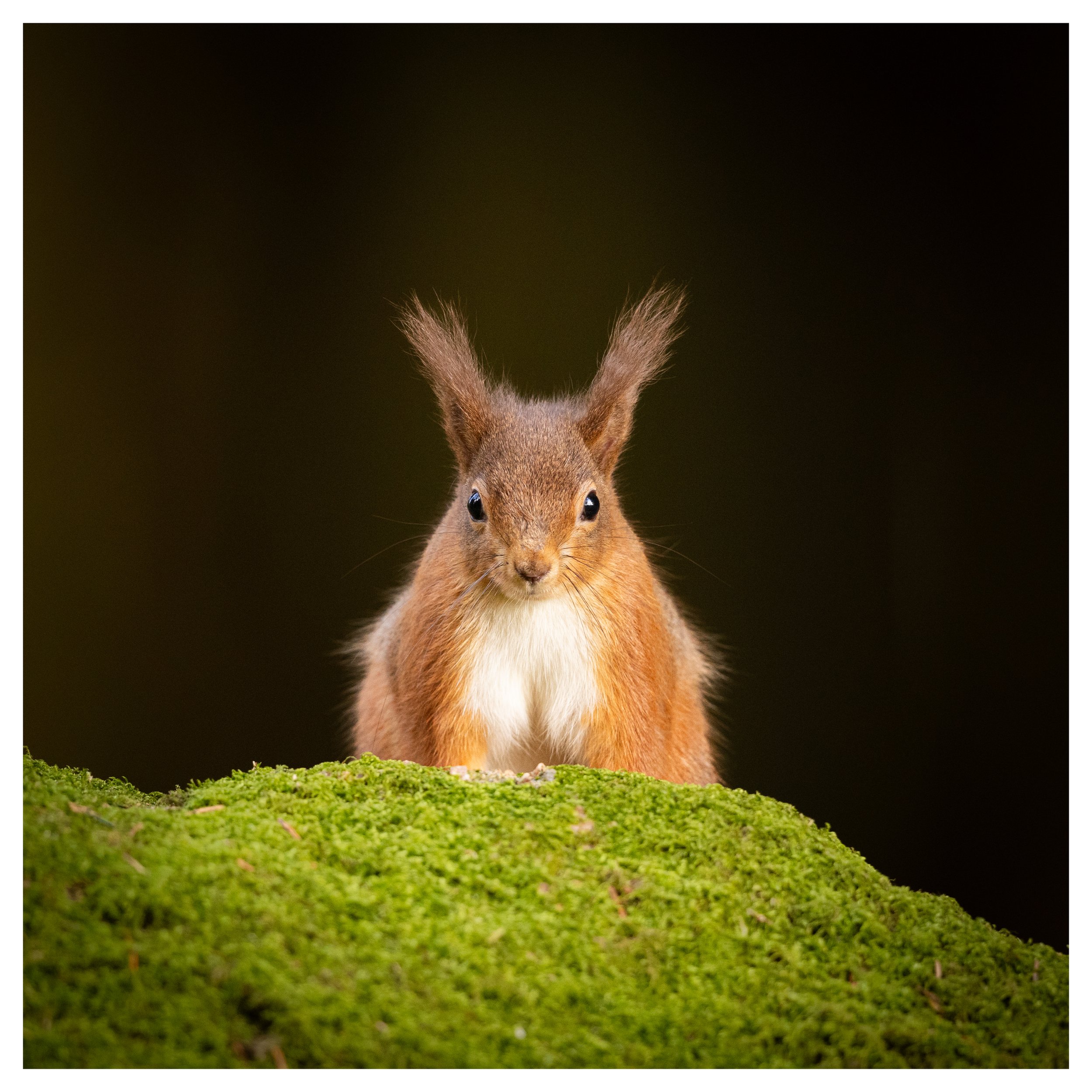 Hello (Red Squirrel).