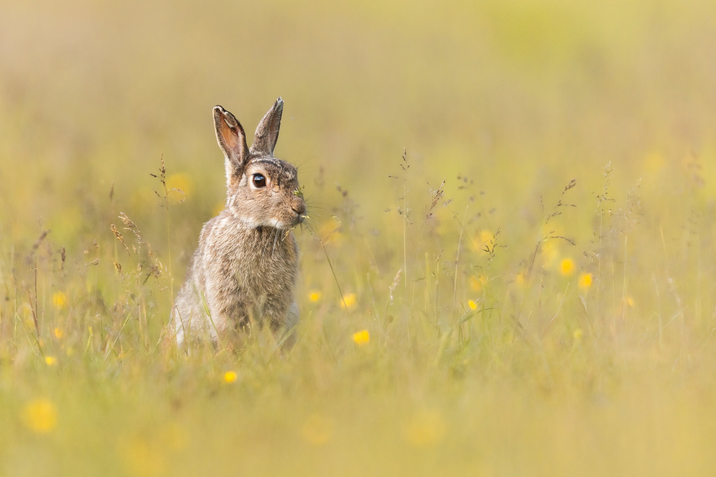 Buttercups (Rabbit).