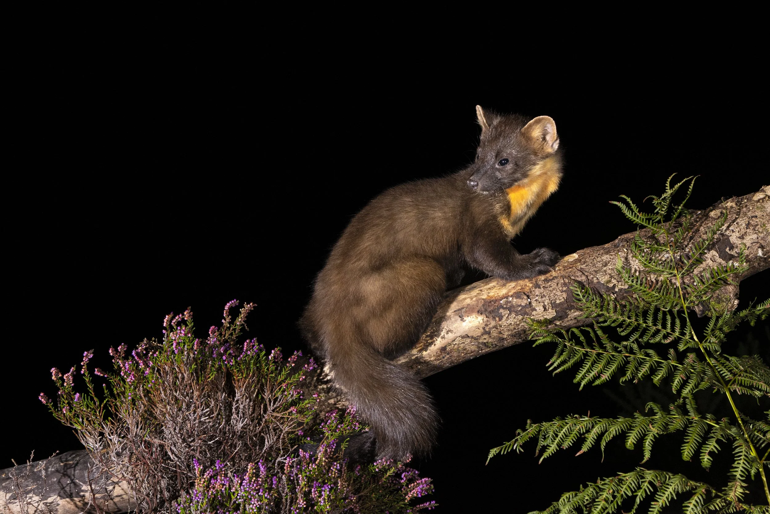 Over The Shoulder (Pine Marten).