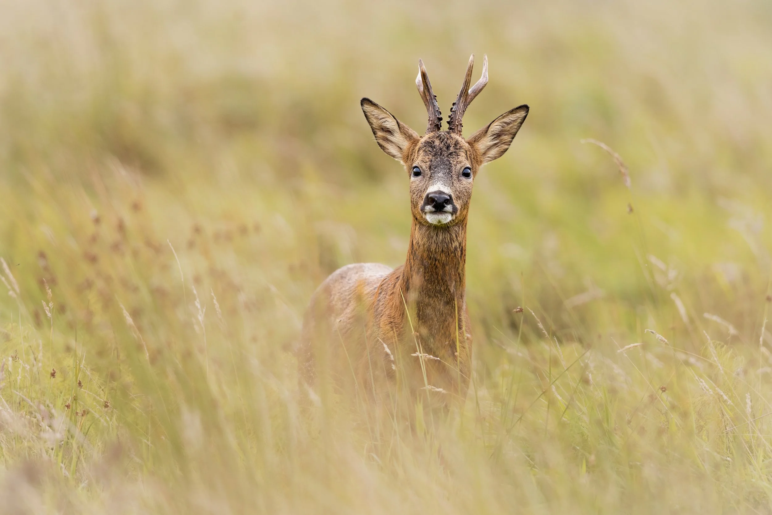 Curious (Roe Deer).