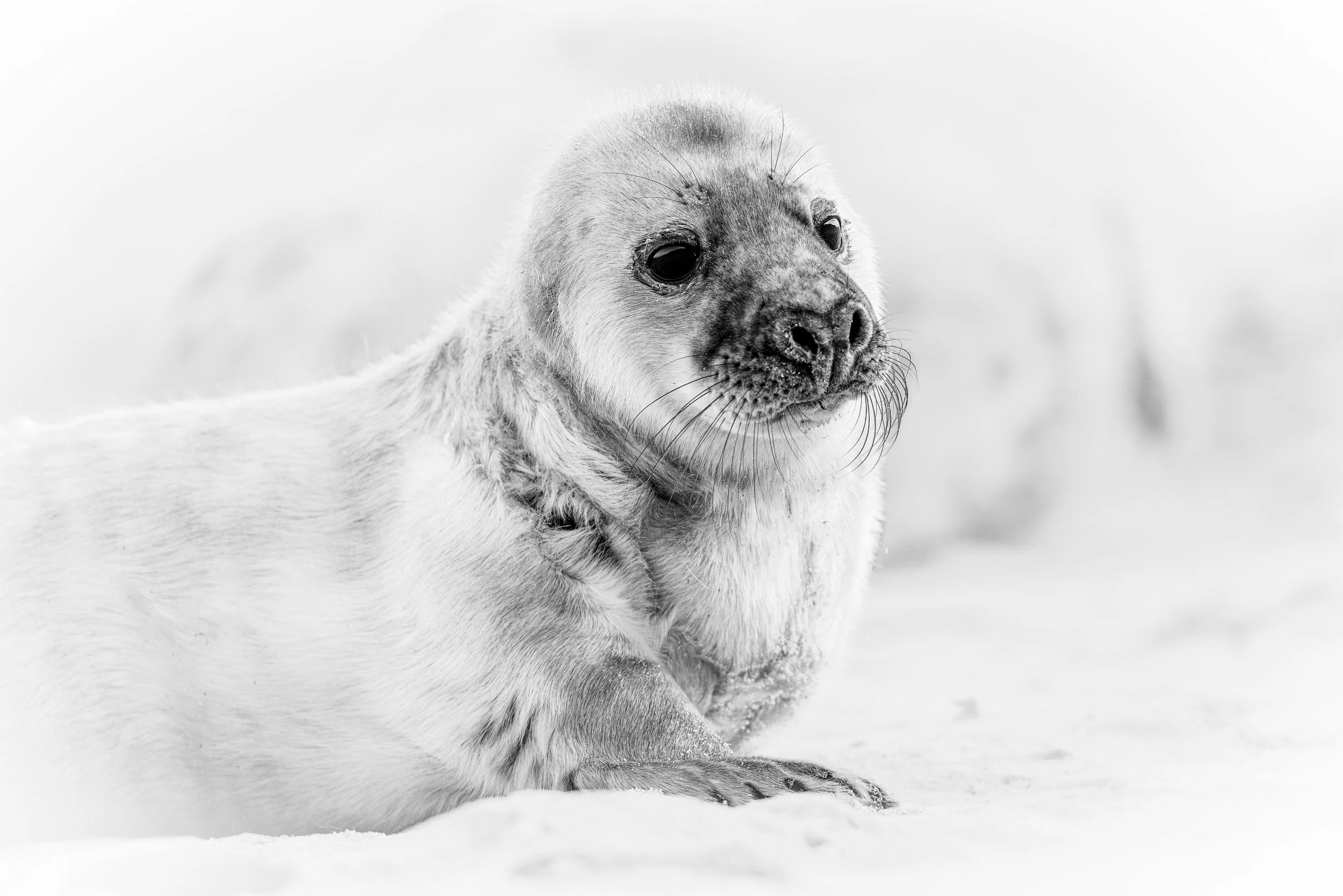 Poser (Grey Seal).