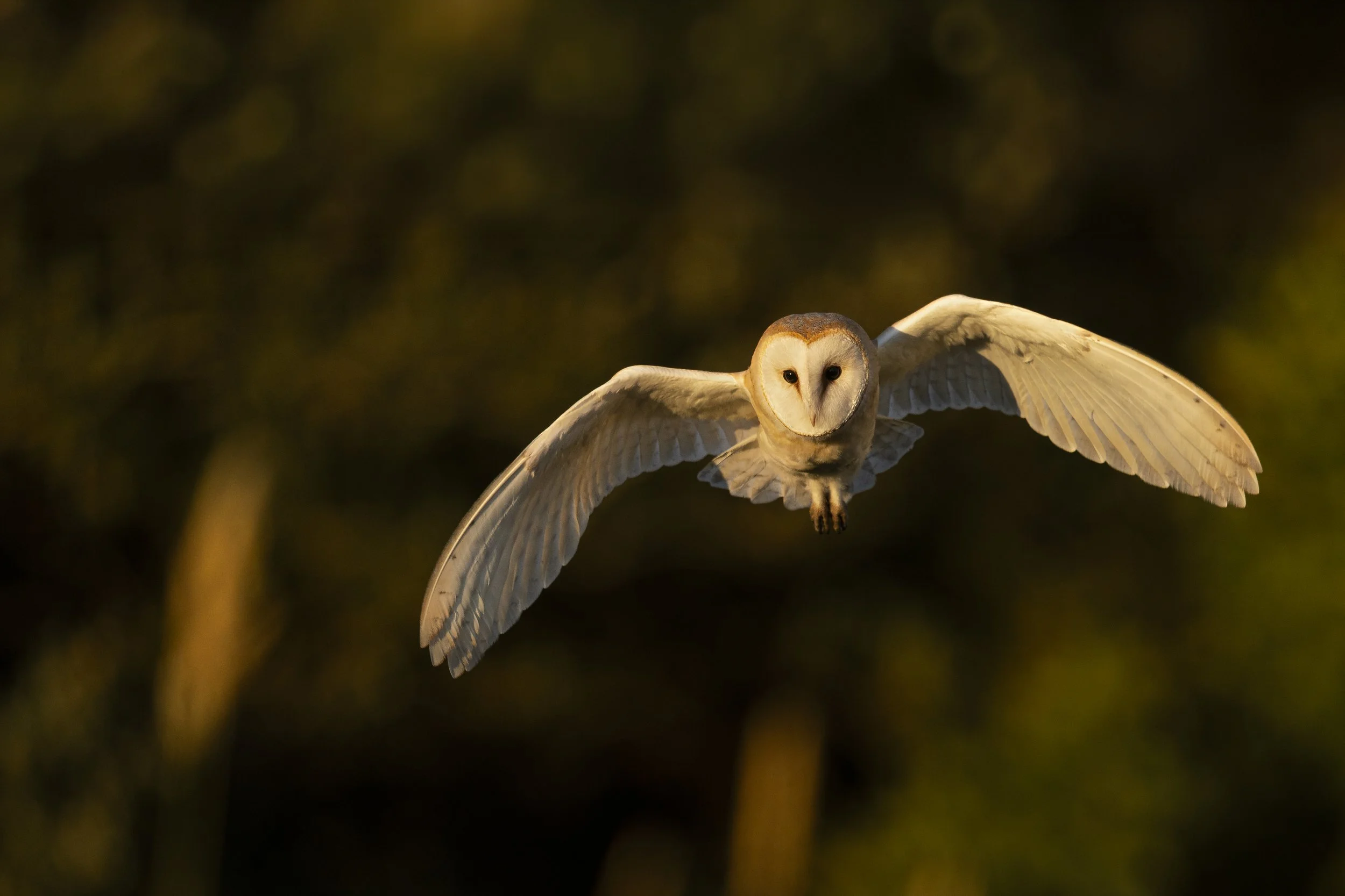 Flight (Barn Owl).