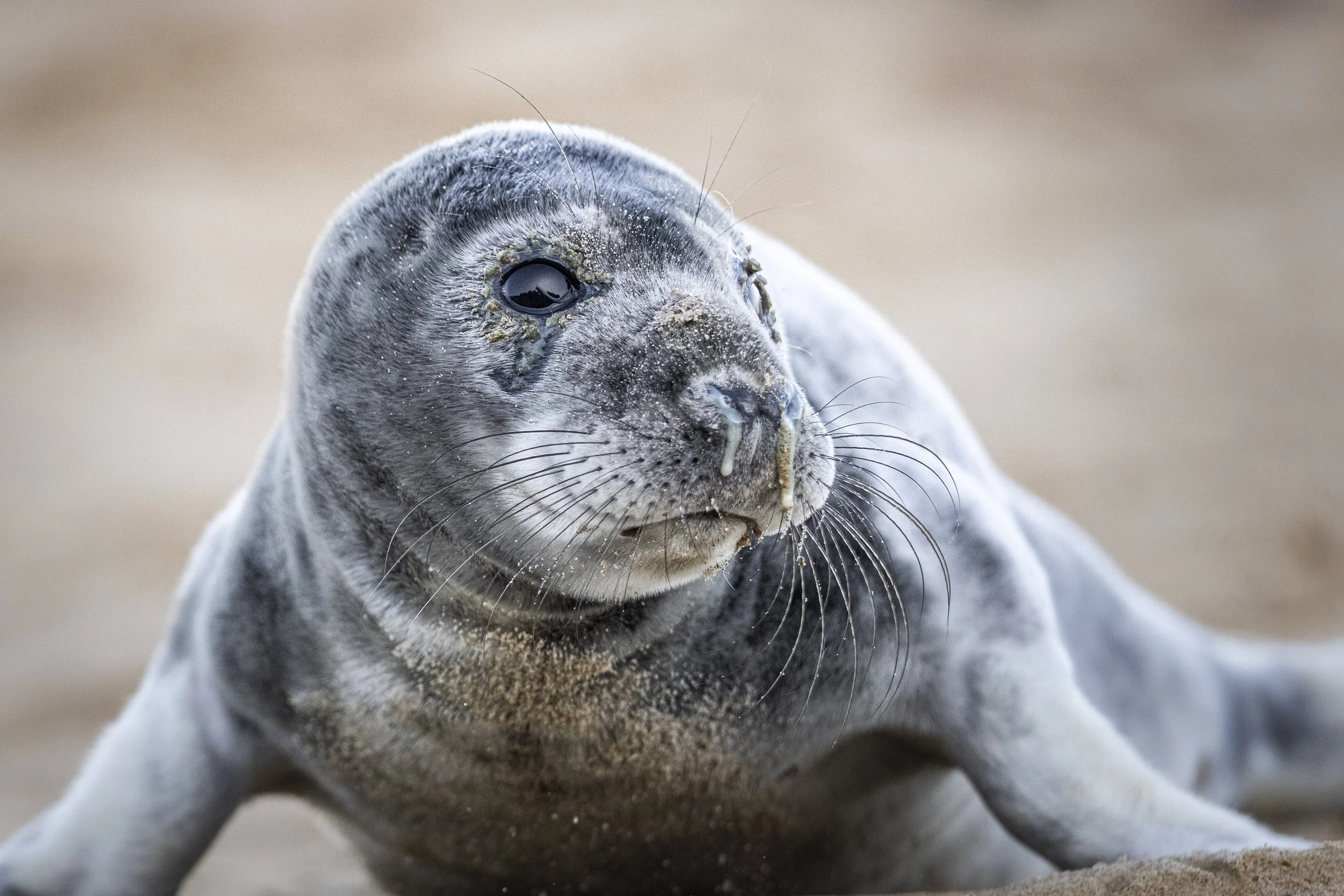 Snotty (Grey Seal).