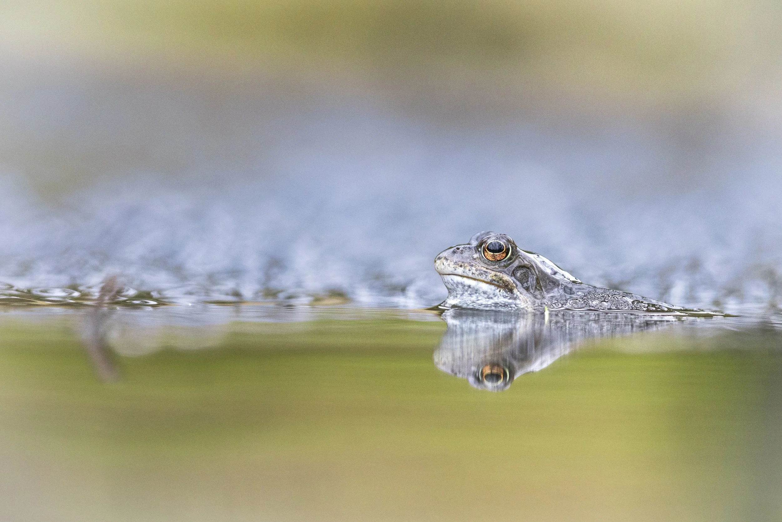 Cruising (Frog).
