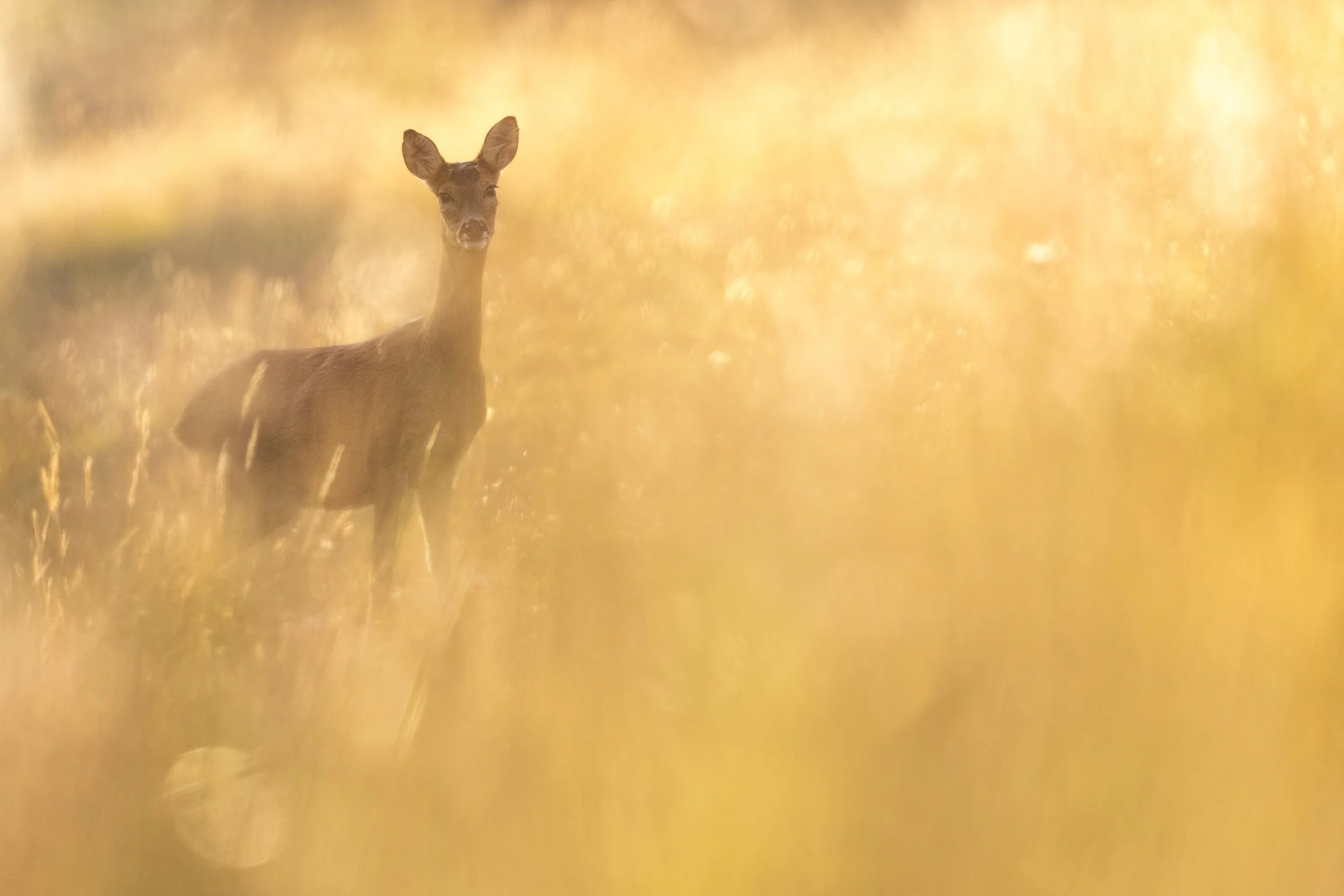 Gold (Roe Deer)