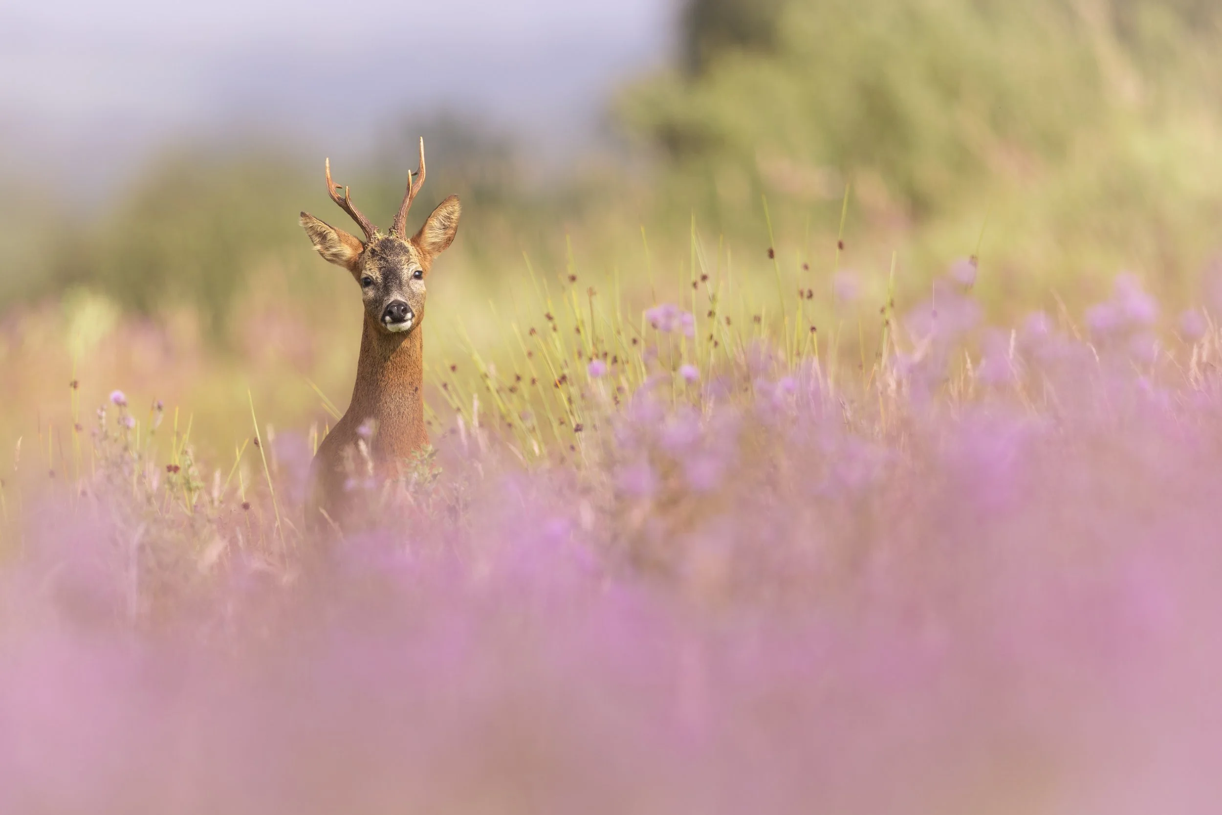 In The Pink (Roe Deer).