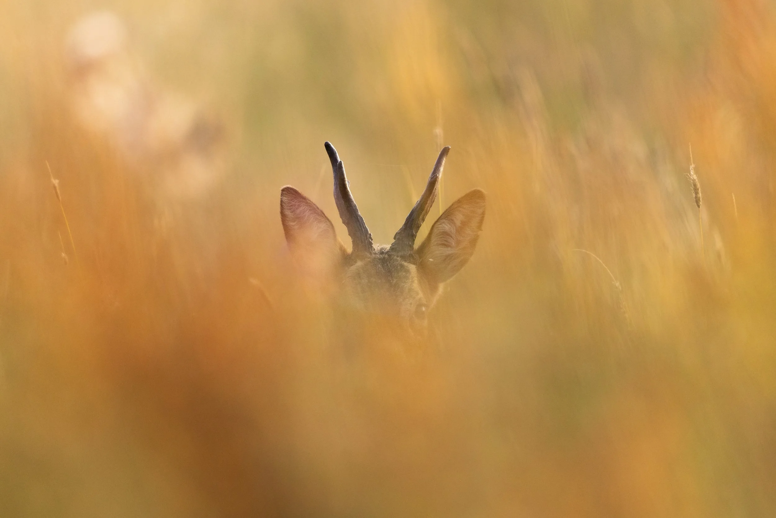 Orange (Roe Deer).