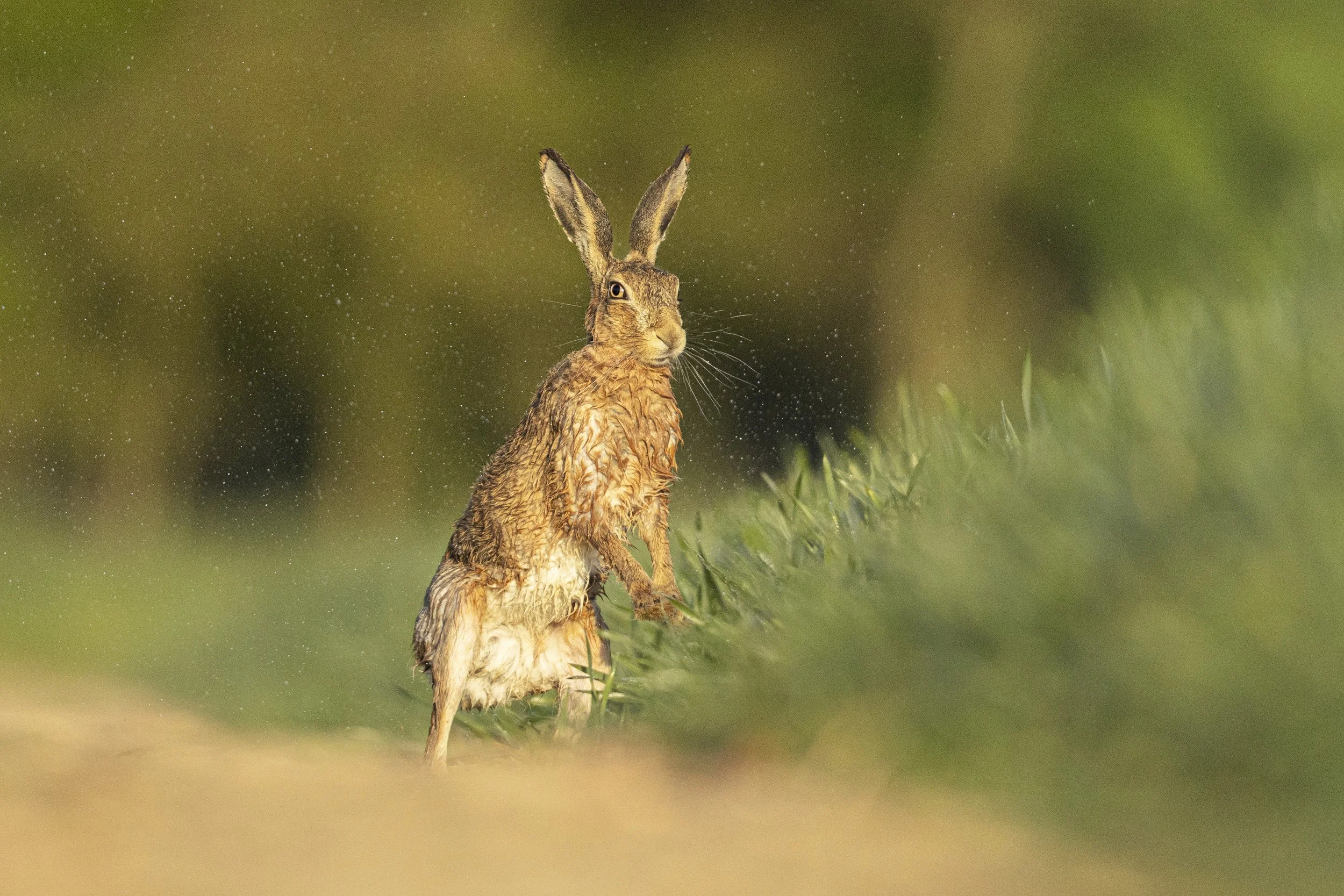 Droplets (Brown Hare).