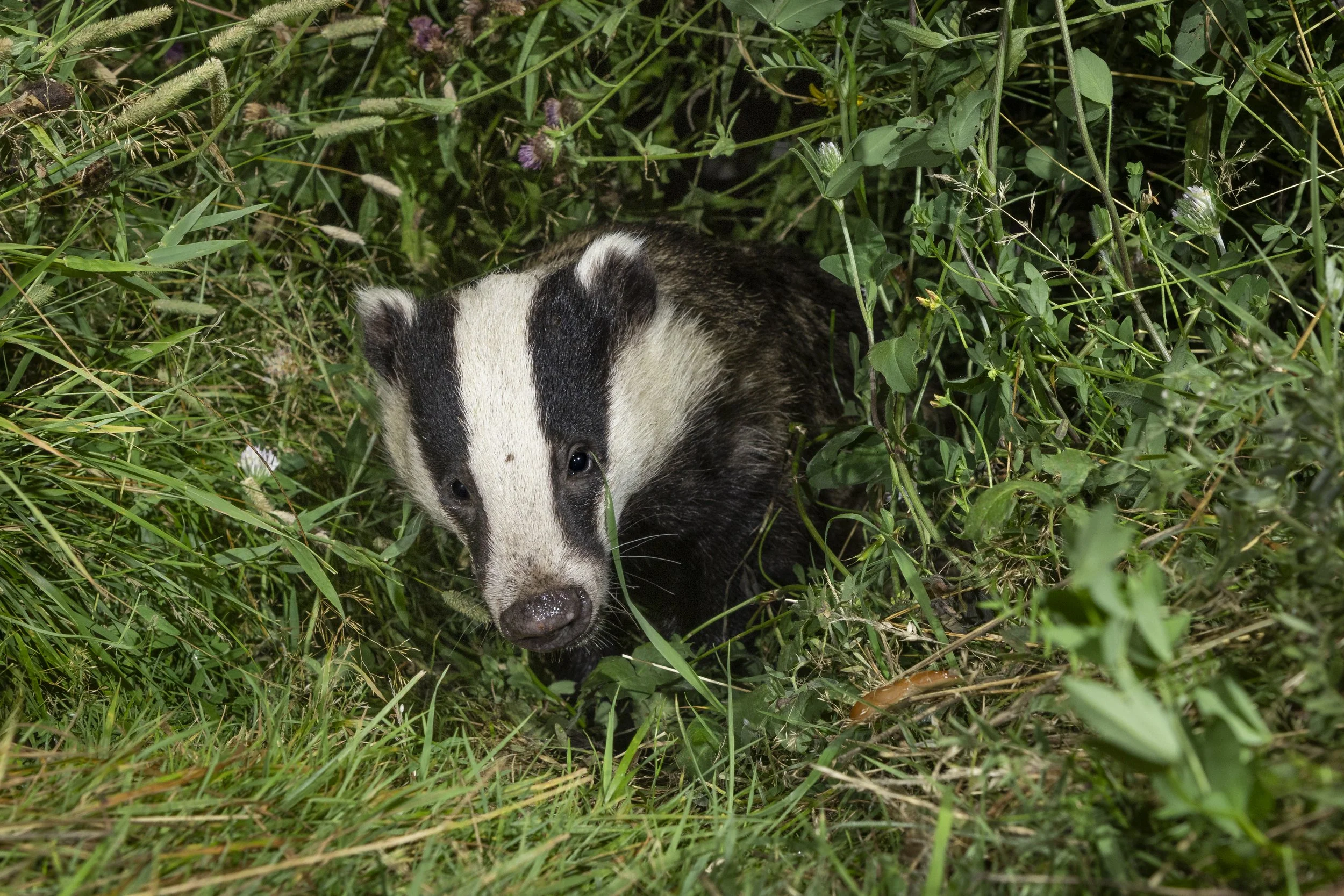 Emerging (Badger).