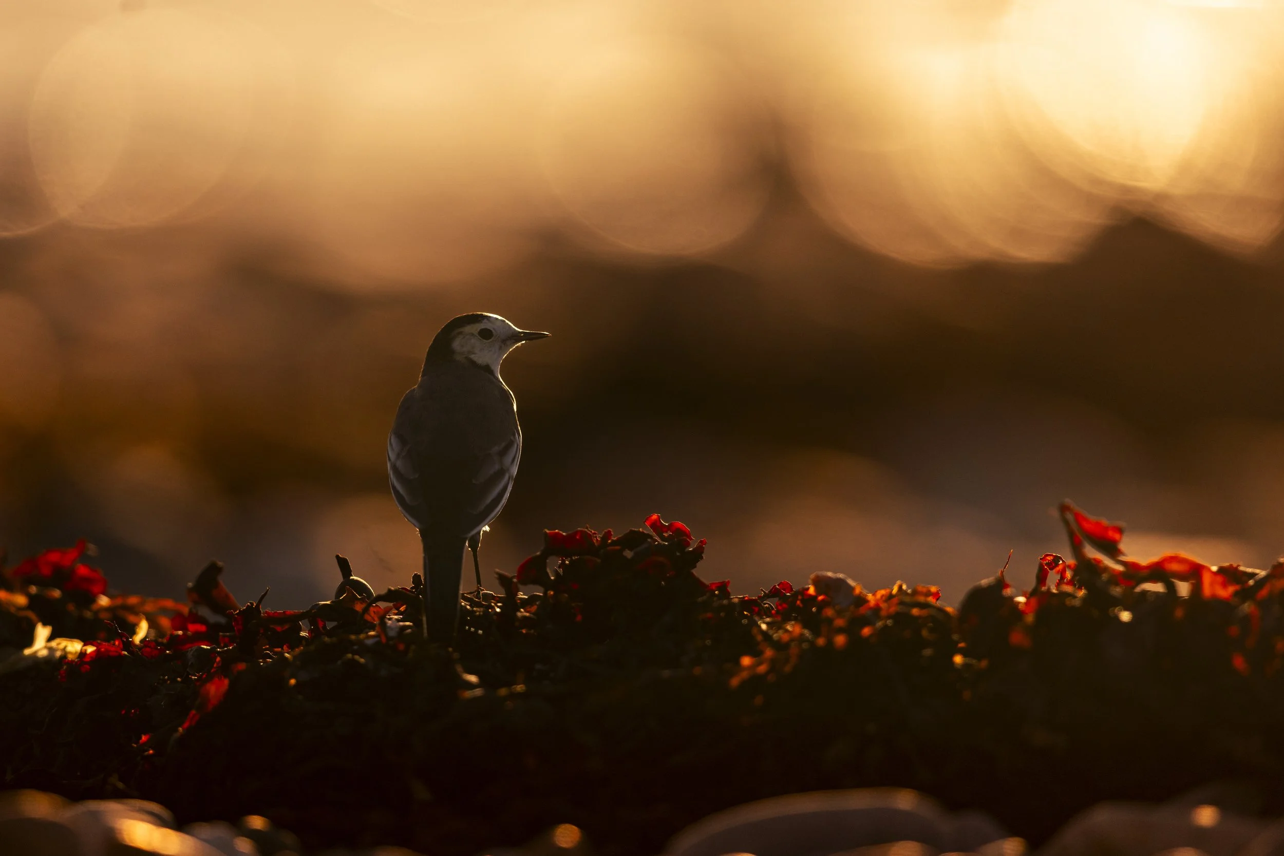 Sunset (Pied Wagtail).