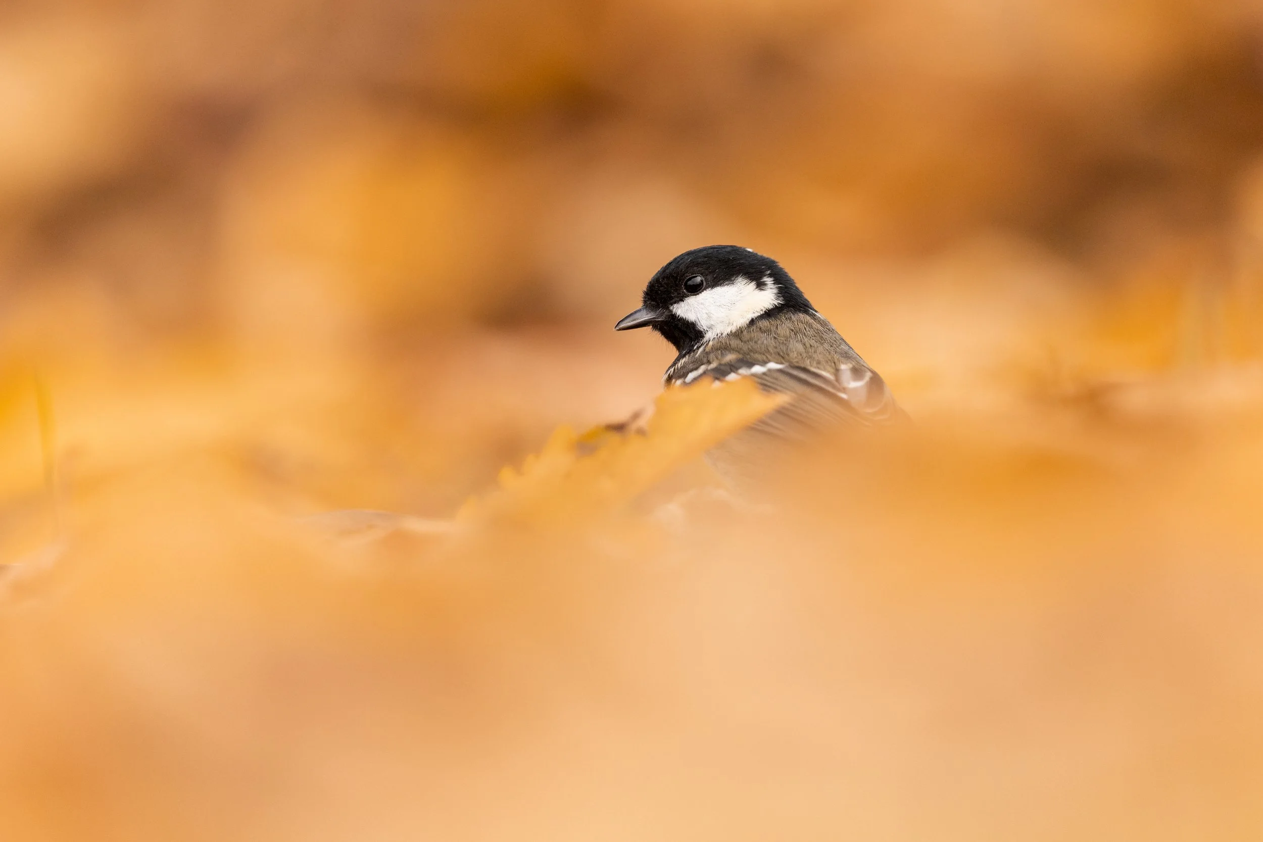 Dead Leaves (Coal Tit).