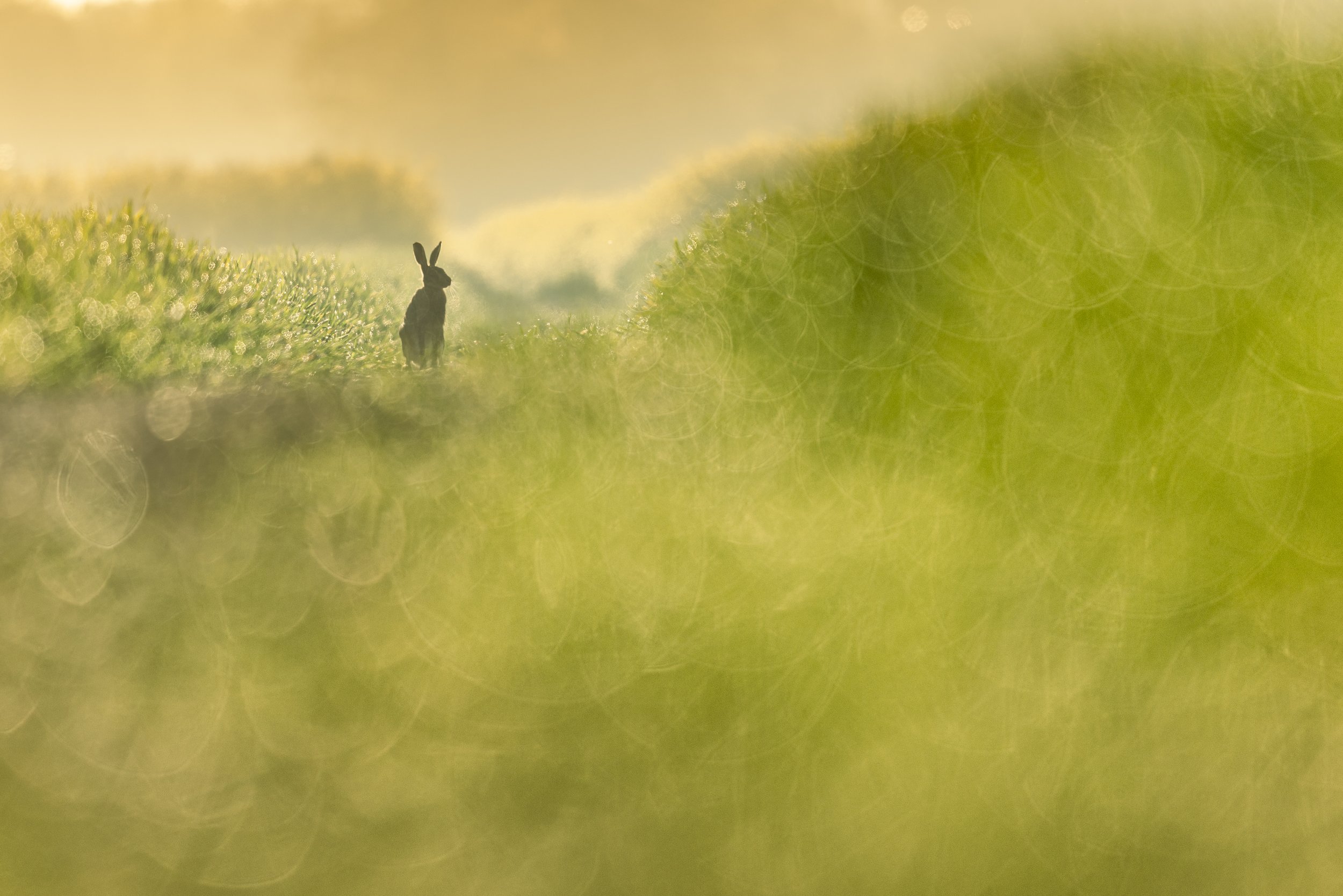 Early Morning (Brown Hare)