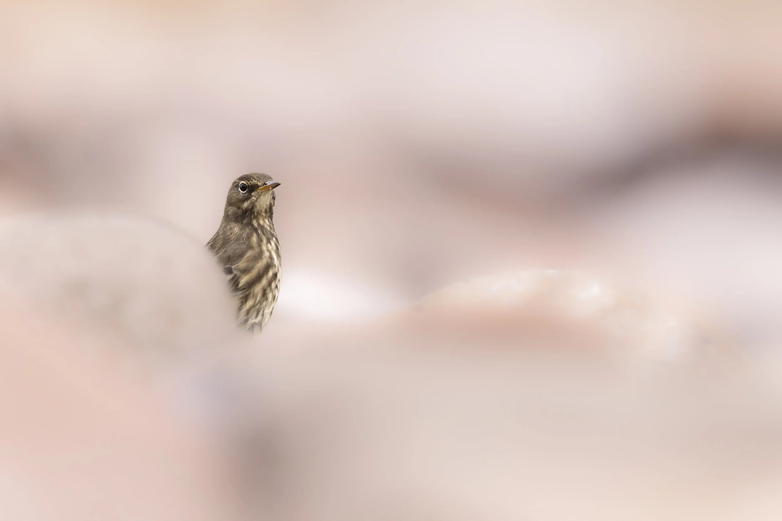 In The Rocks (Rock Pipit).