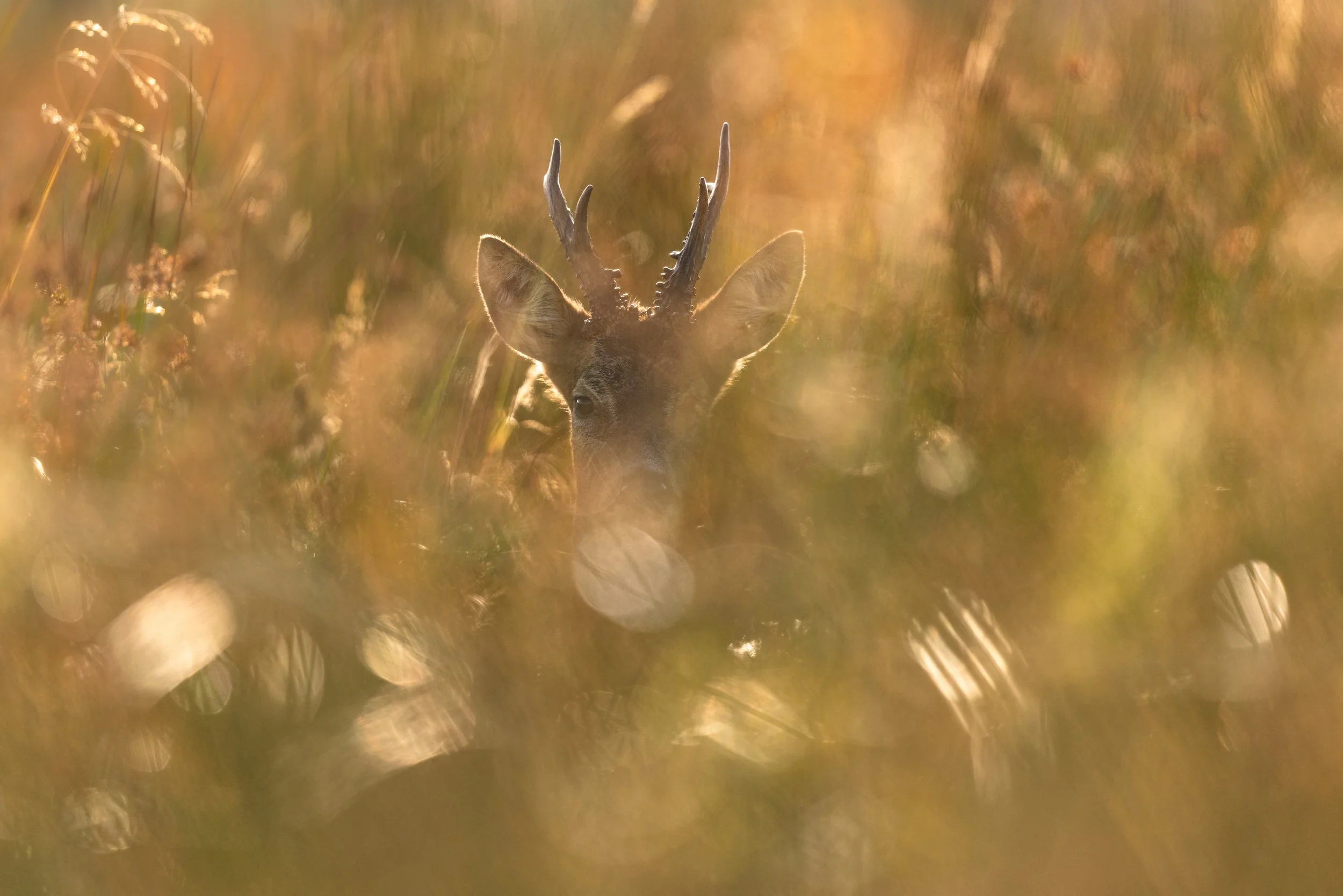 Hidden (Roe Deer).
