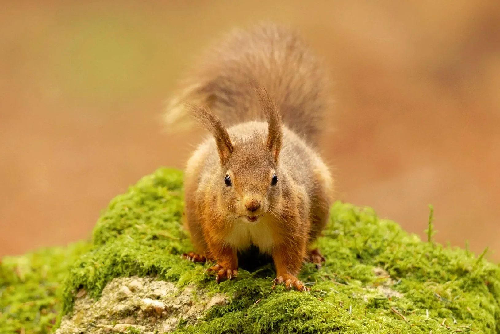 Red Squirrel