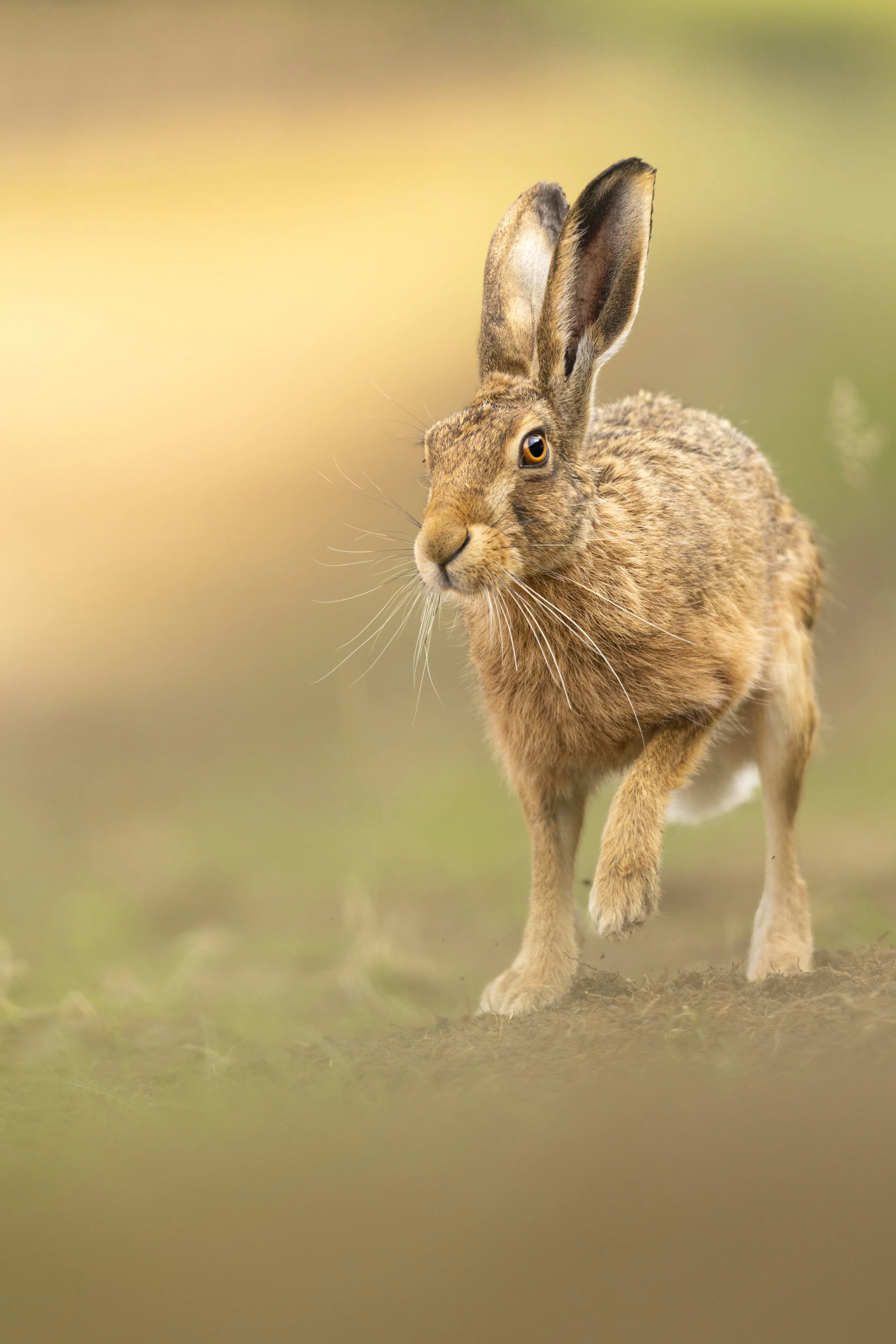 Tentative (Brown Hare).