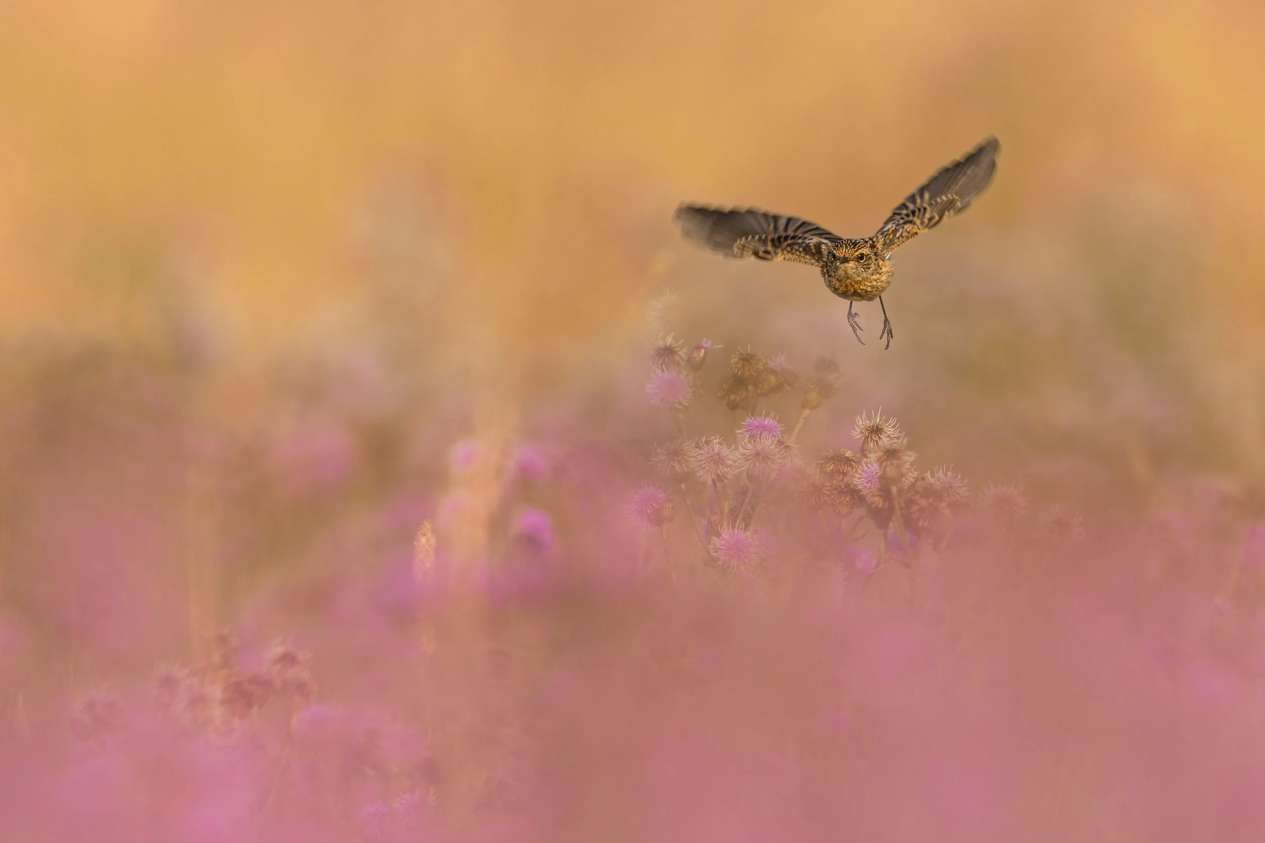 Purple (Stonechat)