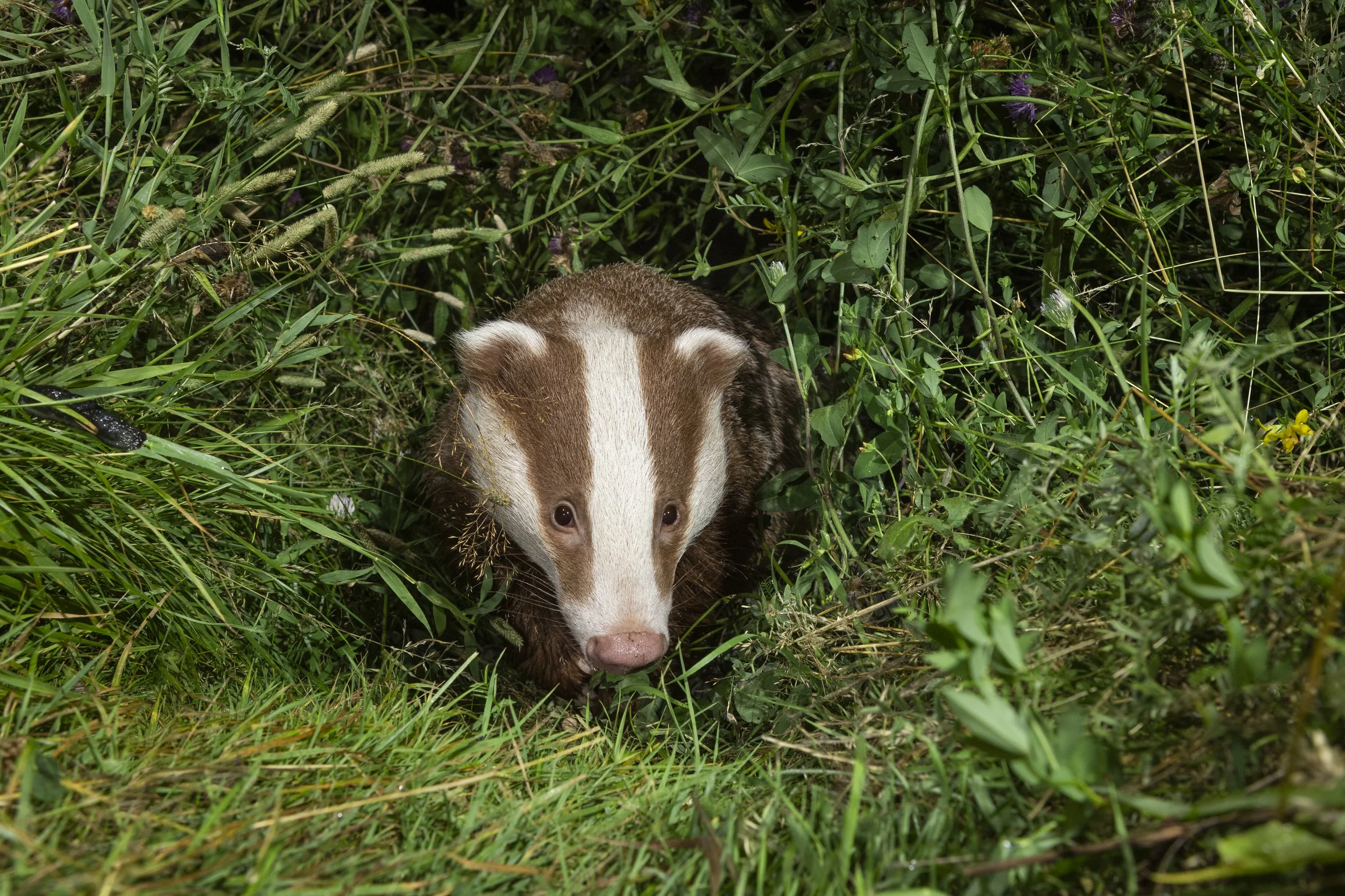 Erythristic (Badger).