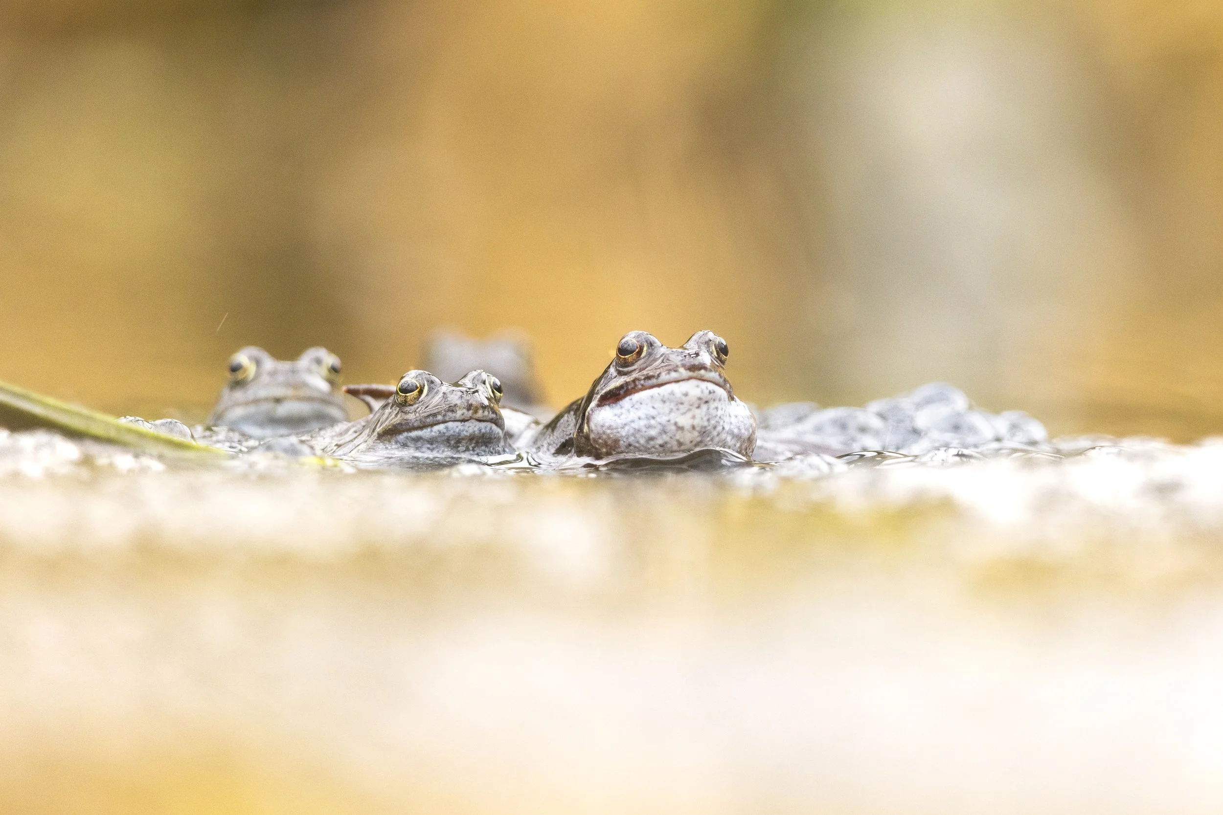 Triple (Frogs).